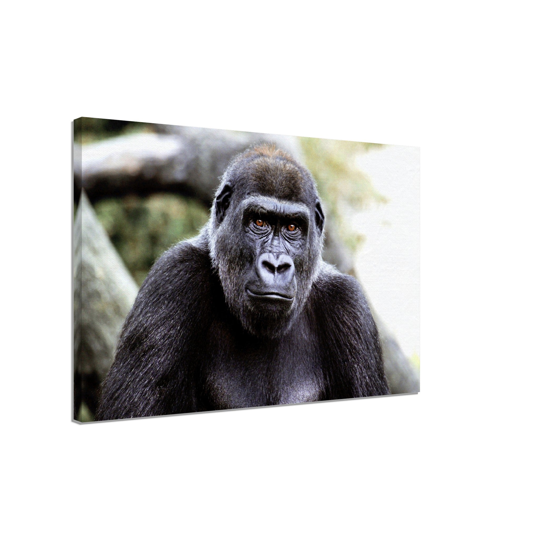 Gorilla Canvas, Handsome Gorilla Smithsonian National Zoo 2002 - WallArtPrints4U