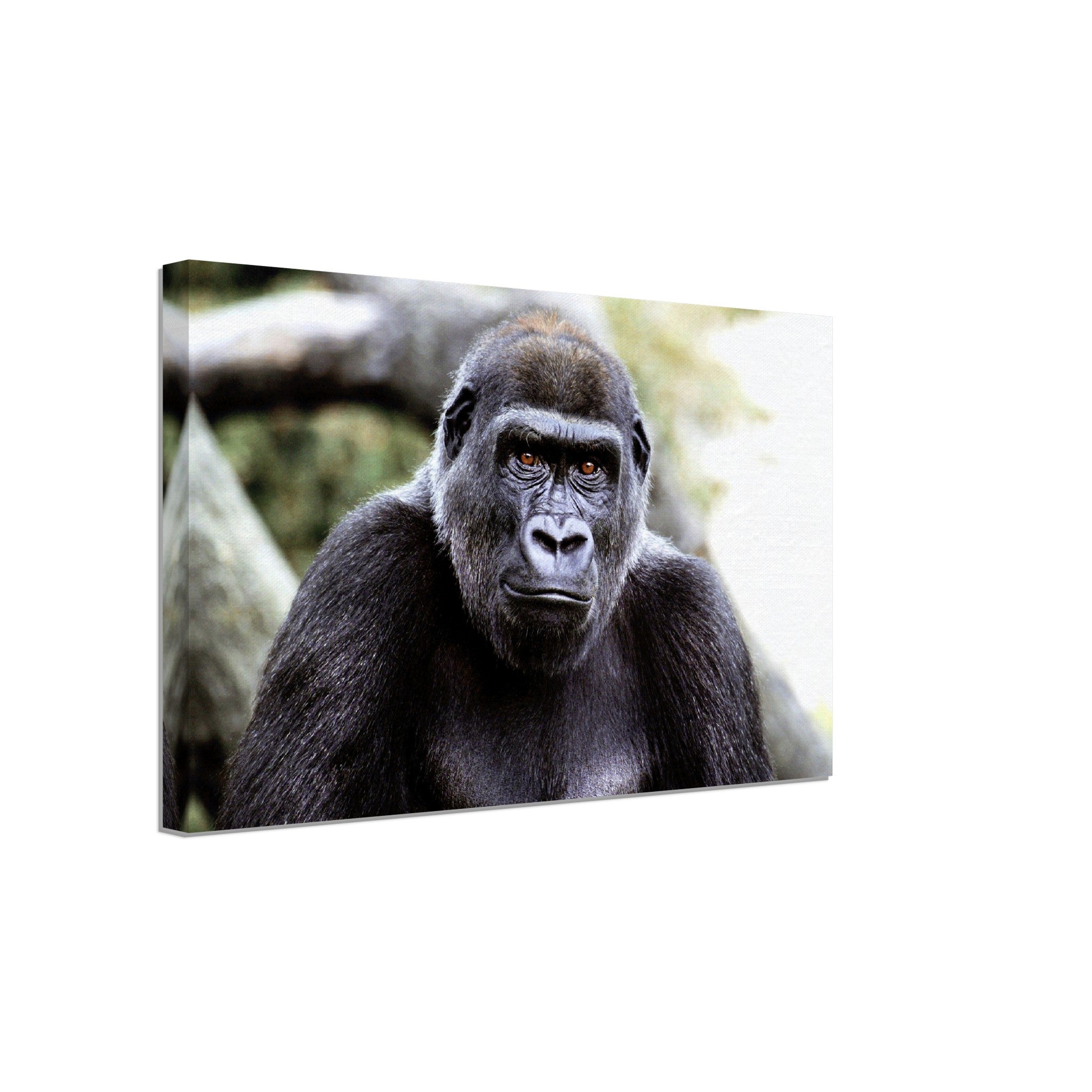 Gorilla Canvas, Handsome Gorilla Smithsonian National Zoo 2002 - WallArtPrints4U