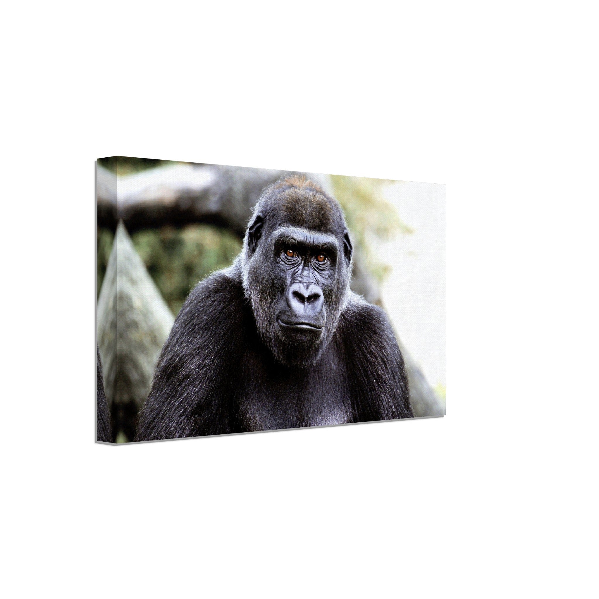 Gorilla Canvas, Handsome Gorilla Smithsonian National Zoo 2002 - WallArtPrints4U