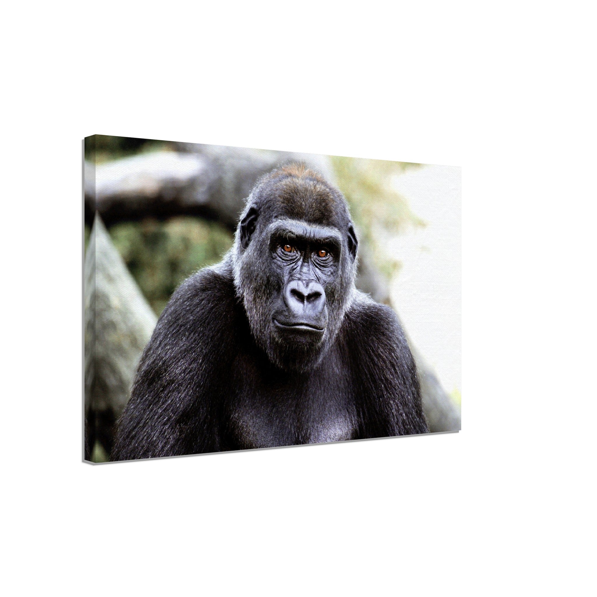 Gorilla Canvas, Handsome Gorilla Smithsonian National Zoo 2002 - WallArtPrints4U