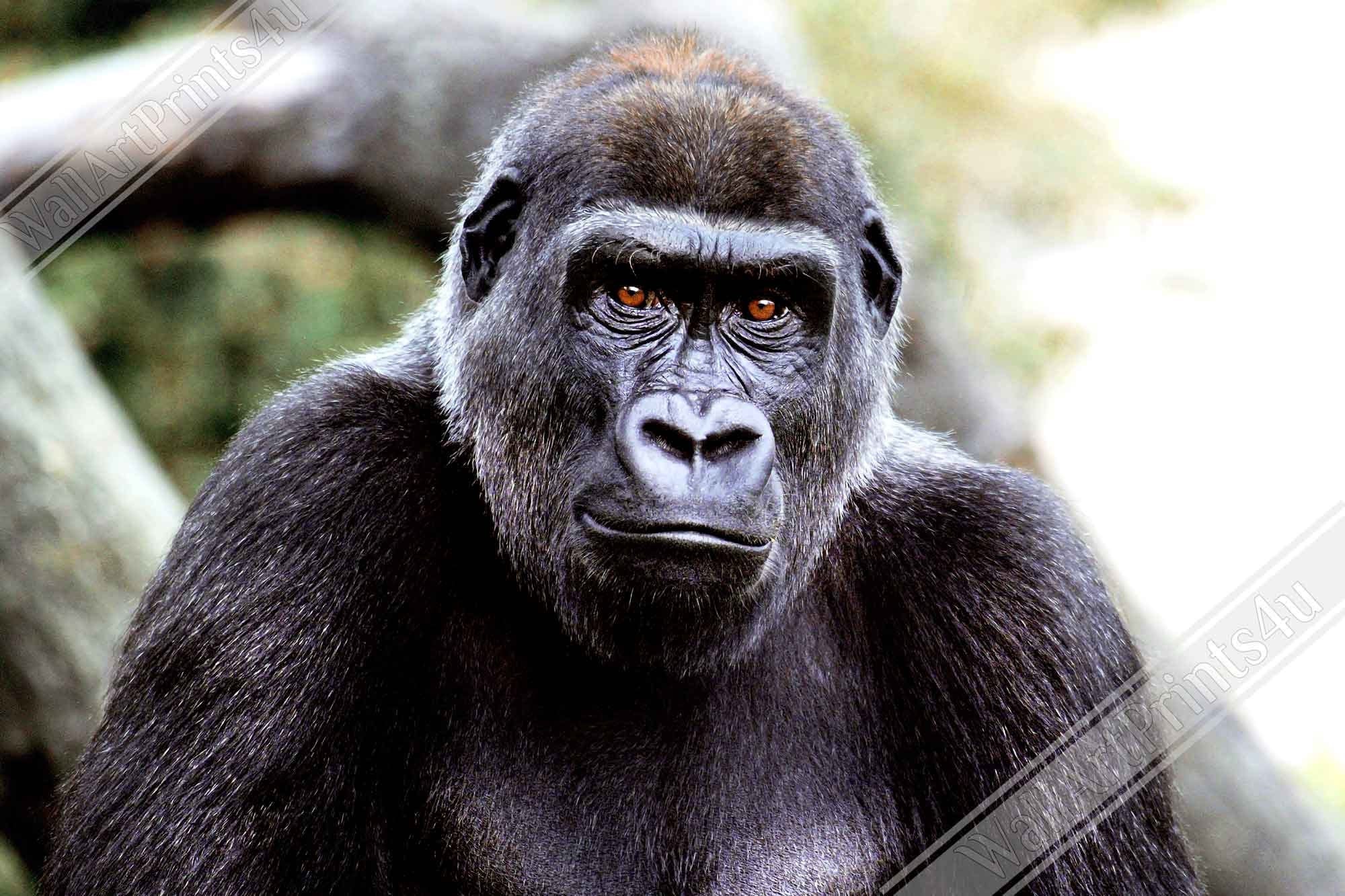 Gorilla Poster, Handsome Gorilla Smithsonian National Zoo 2002 - WallArtPrints4U