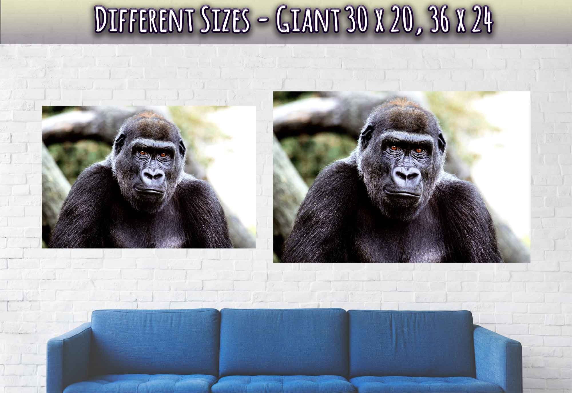 Gorilla Poster, Handsome Gorilla Smithsonian National Zoo 2002 - WallArtPrints4U