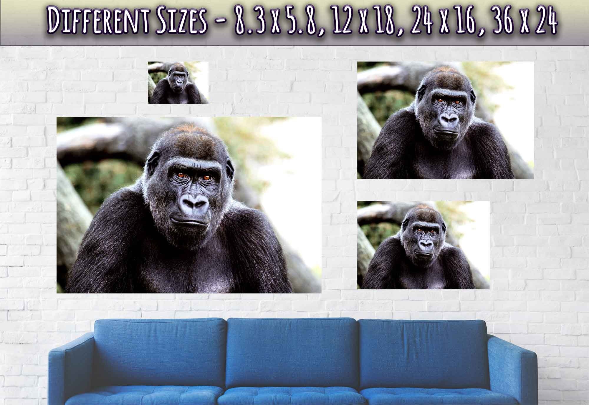 Gorilla Poster, Handsome Gorilla Smithsonian National Zoo 2002 - WallArtPrints4U