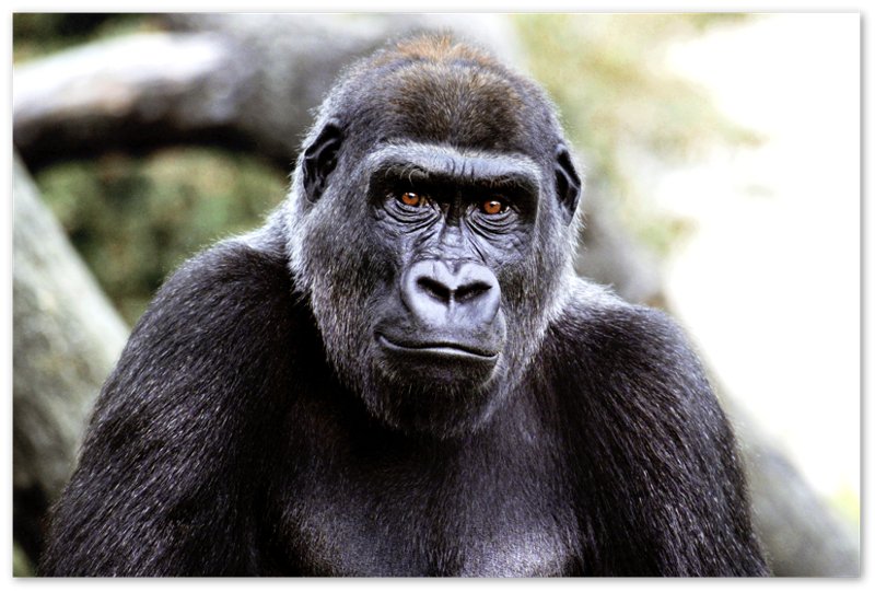 Gorilla Poster, Handsome Gorilla Smithsonian National Zoo 2002 - WallArtPrints4U