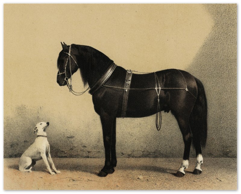 Horse And Dog Poster, Black Orloff Horse Looking At A White Dog, They Are Friends - WallArtPrints4U