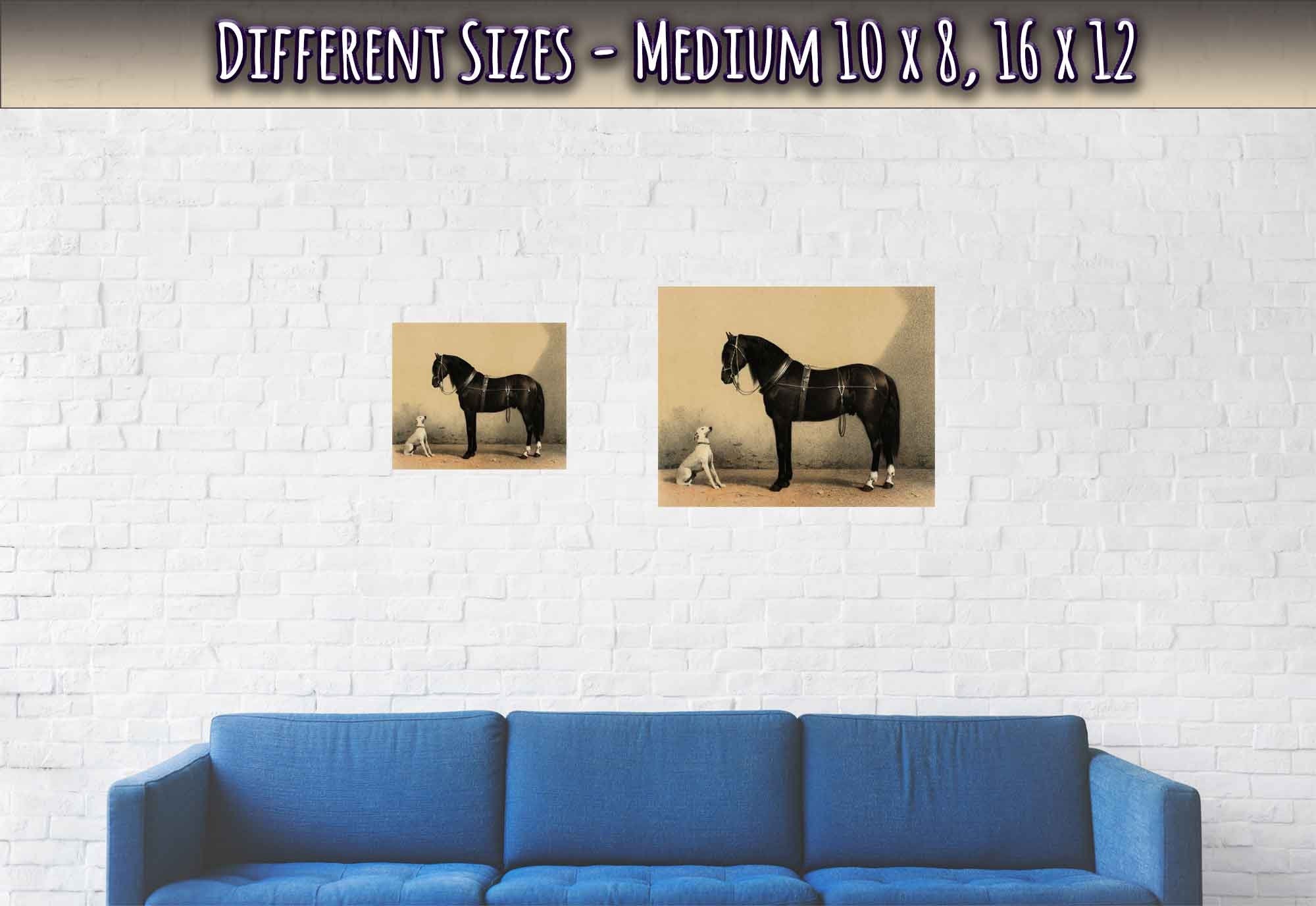 Horse And Dog Poster, Black Orloff Horse Looking At A White Dog, They Are Friends - WallArtPrints4U