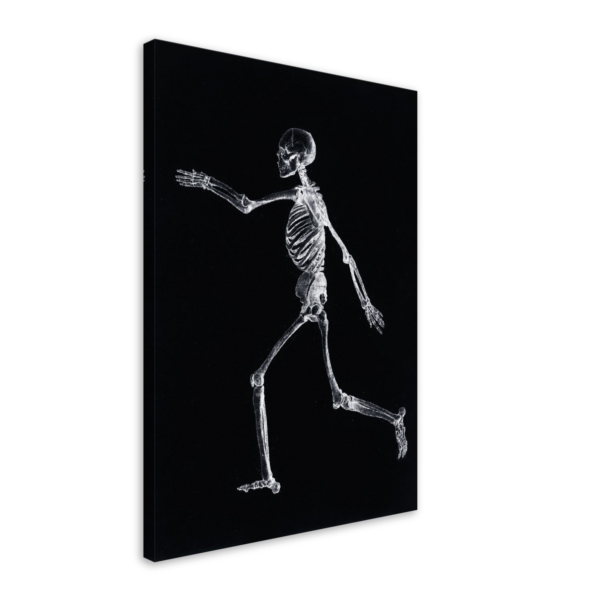 Human Skeleton Canvas, Vintage Skeleton Canvas Print Lateral View, George Stubbs - WallArtPrints4U
