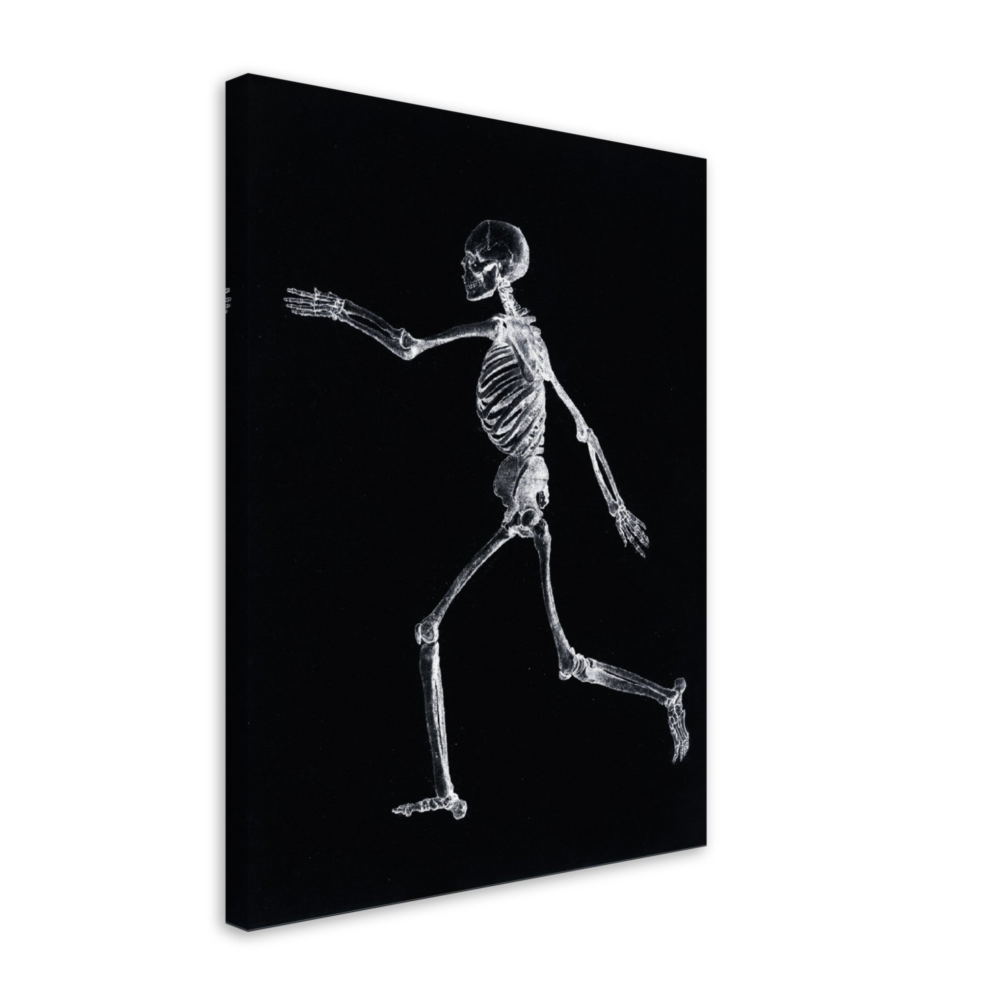 Human Skeleton Canvas, Vintage Skeleton Canvas Print Lateral View, George Stubbs - WallArtPrints4U