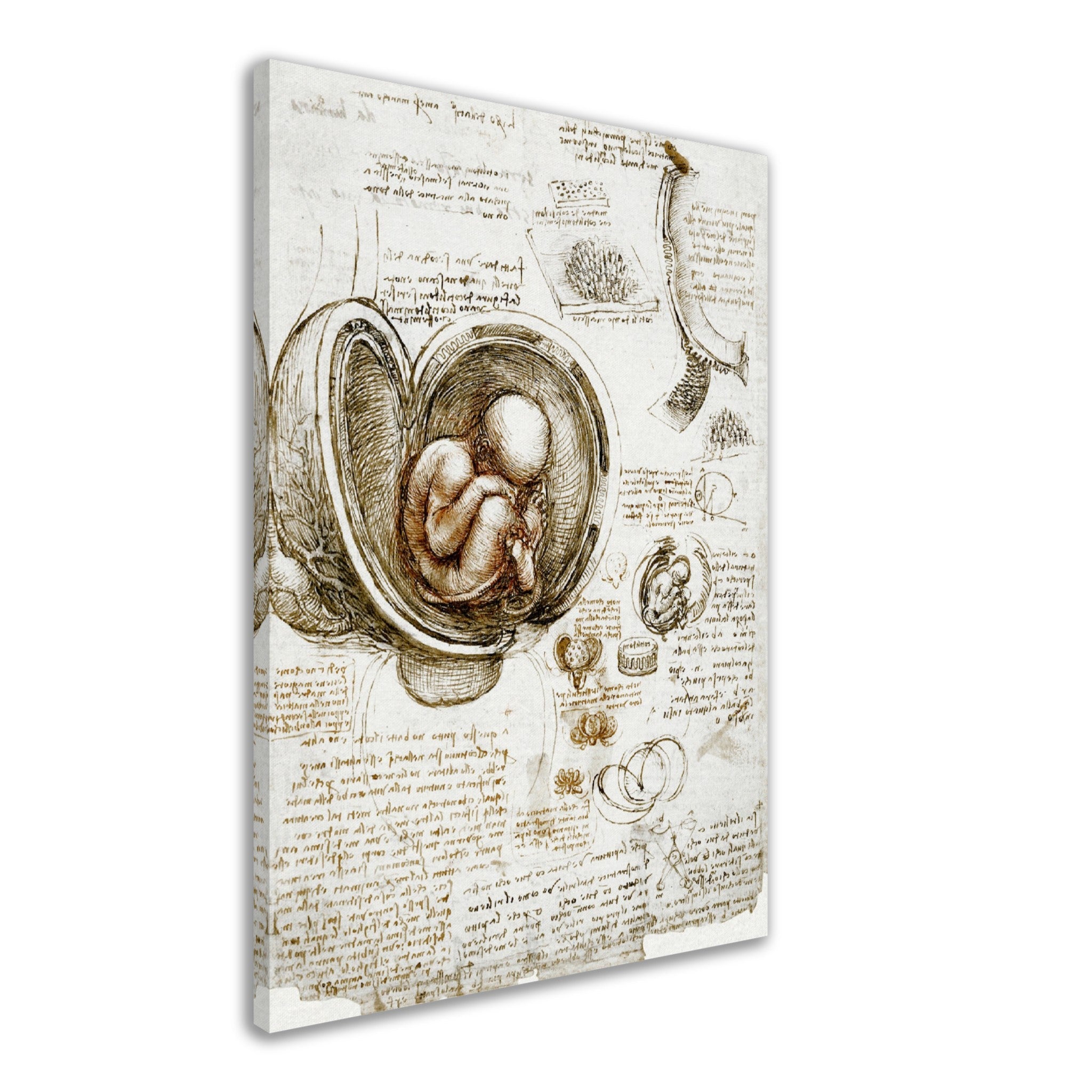 Leonardo Da Vinci Canvas, Studies Of Foetus In The Womb Canvas Print - WallArtPrints4U