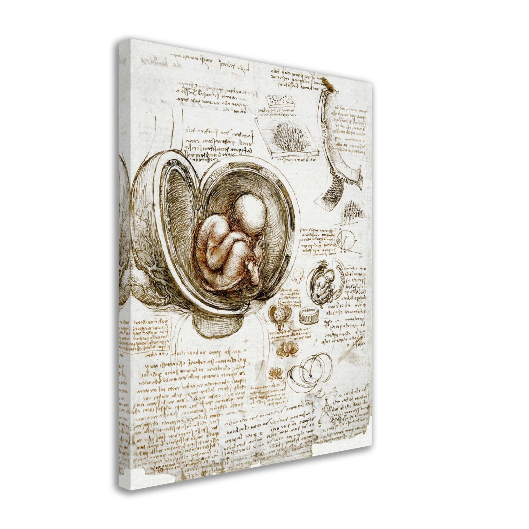 Leonardo Da Vinci Canvas, Studies Of Foetus In The Womb Canvas Print - WallArtPrints4U