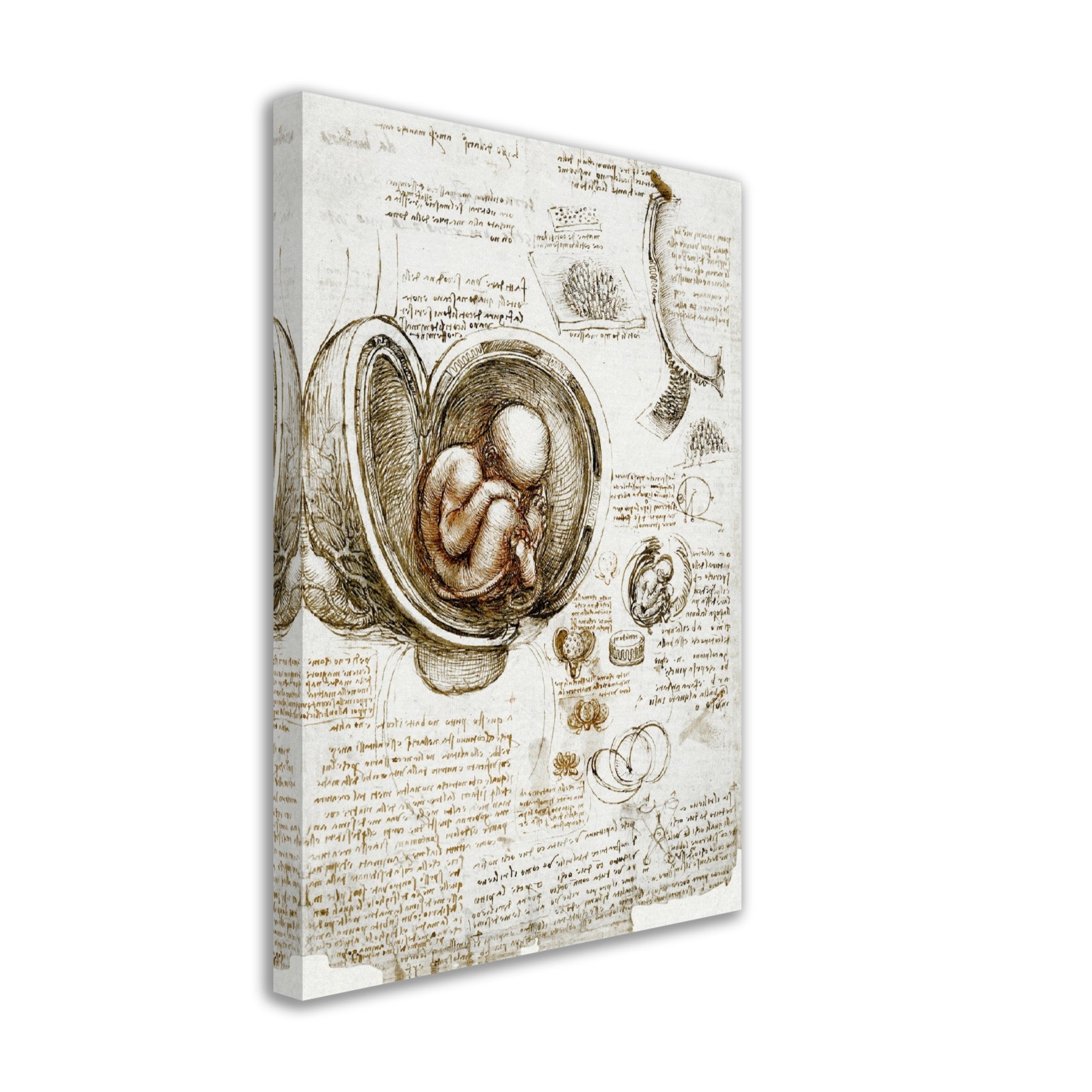 Leonardo Da Vinci Canvas, Studies Of Foetus In The Womb Canvas Print - WallArtPrints4U