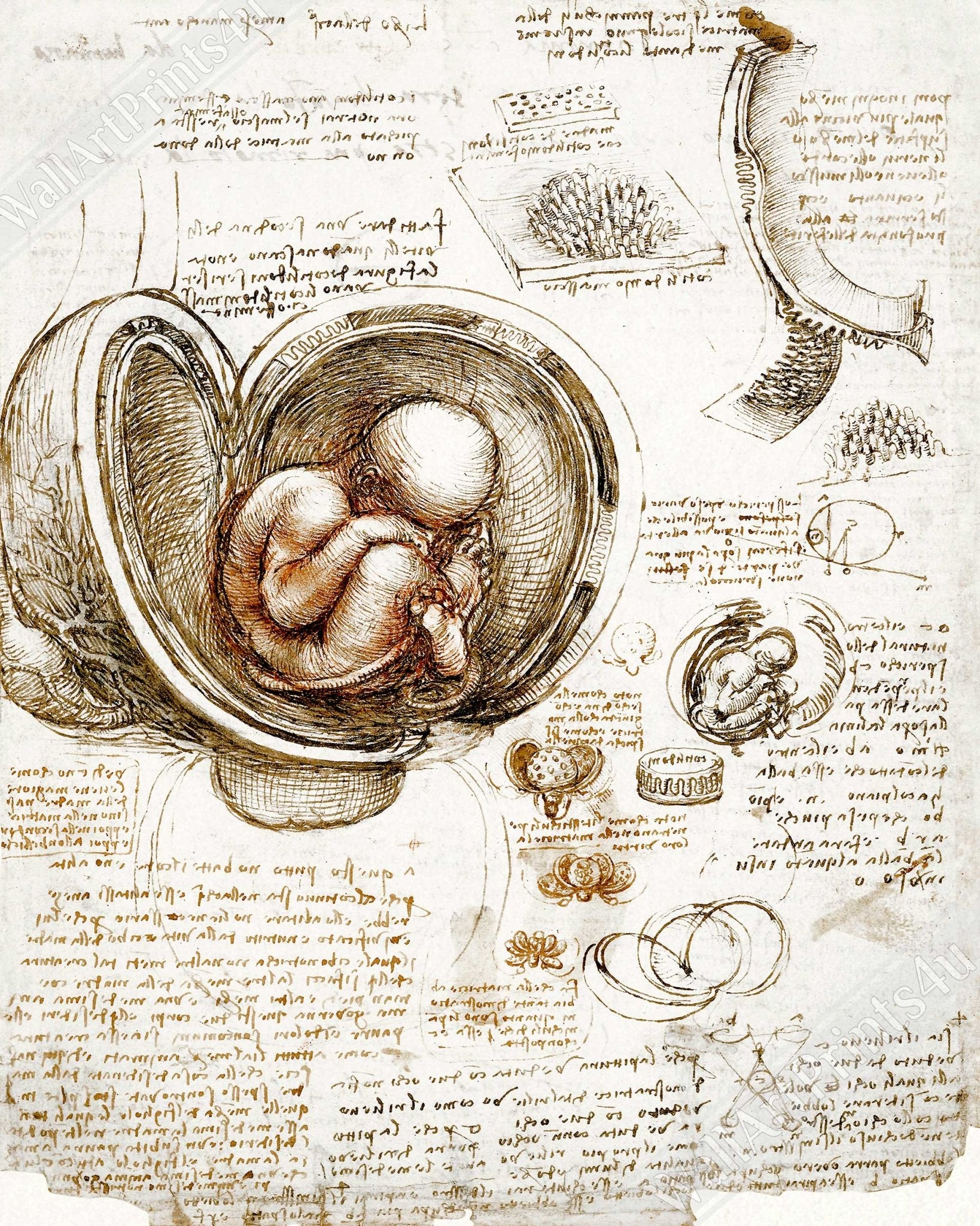 Leonardo Da Vinci Framed, Studies Of Foetus In The Womb Framed Print - WallArtPrints4U