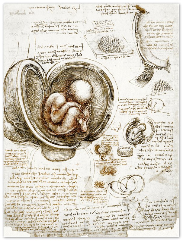 Leonardo Da Vinci Print, Studies Of Foetus In The Womb Poster - WallArtPrints4U