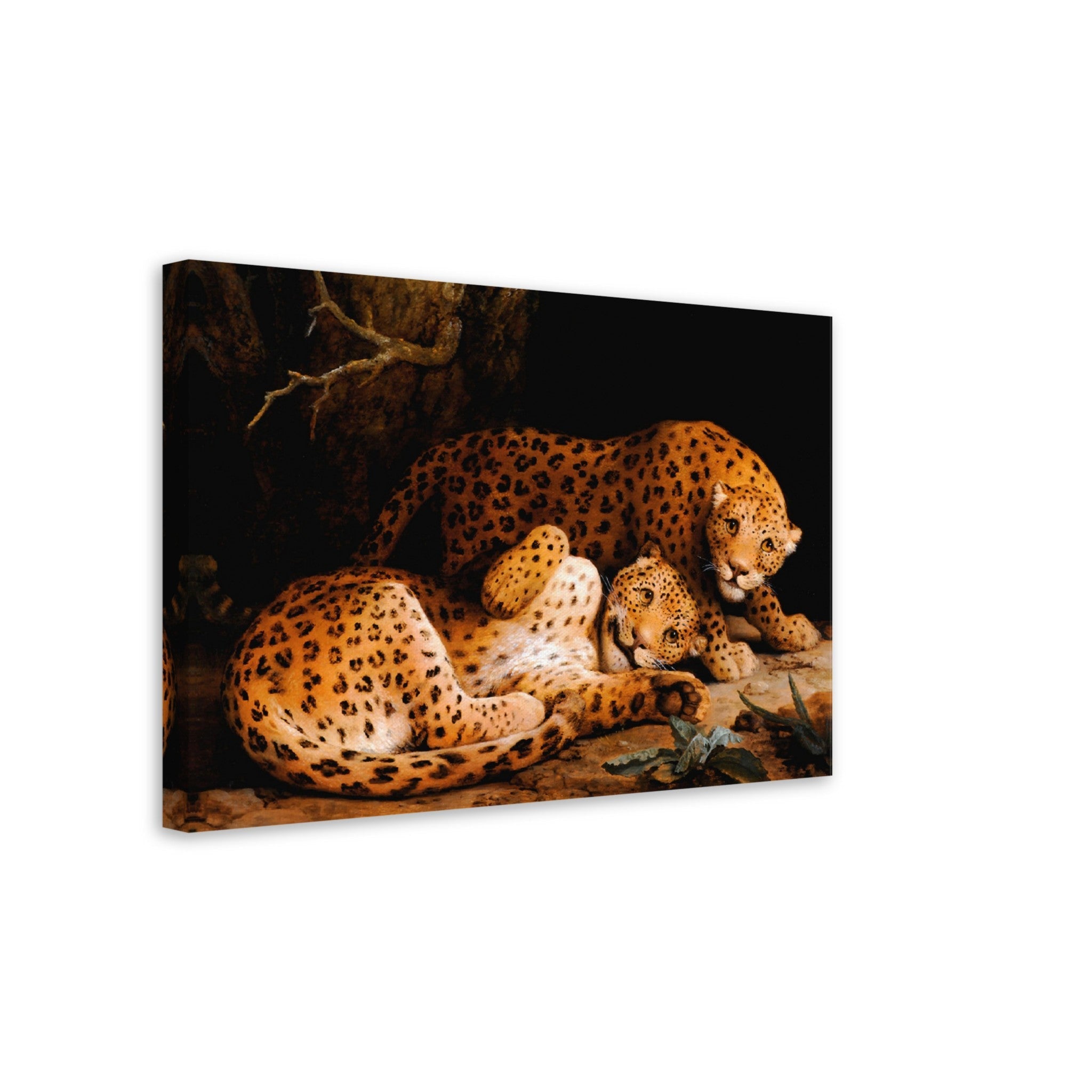 Leopard Canvas Print, Vintage Leopard Art, Leopards At Play George Stubbs - WallArtPrints4U