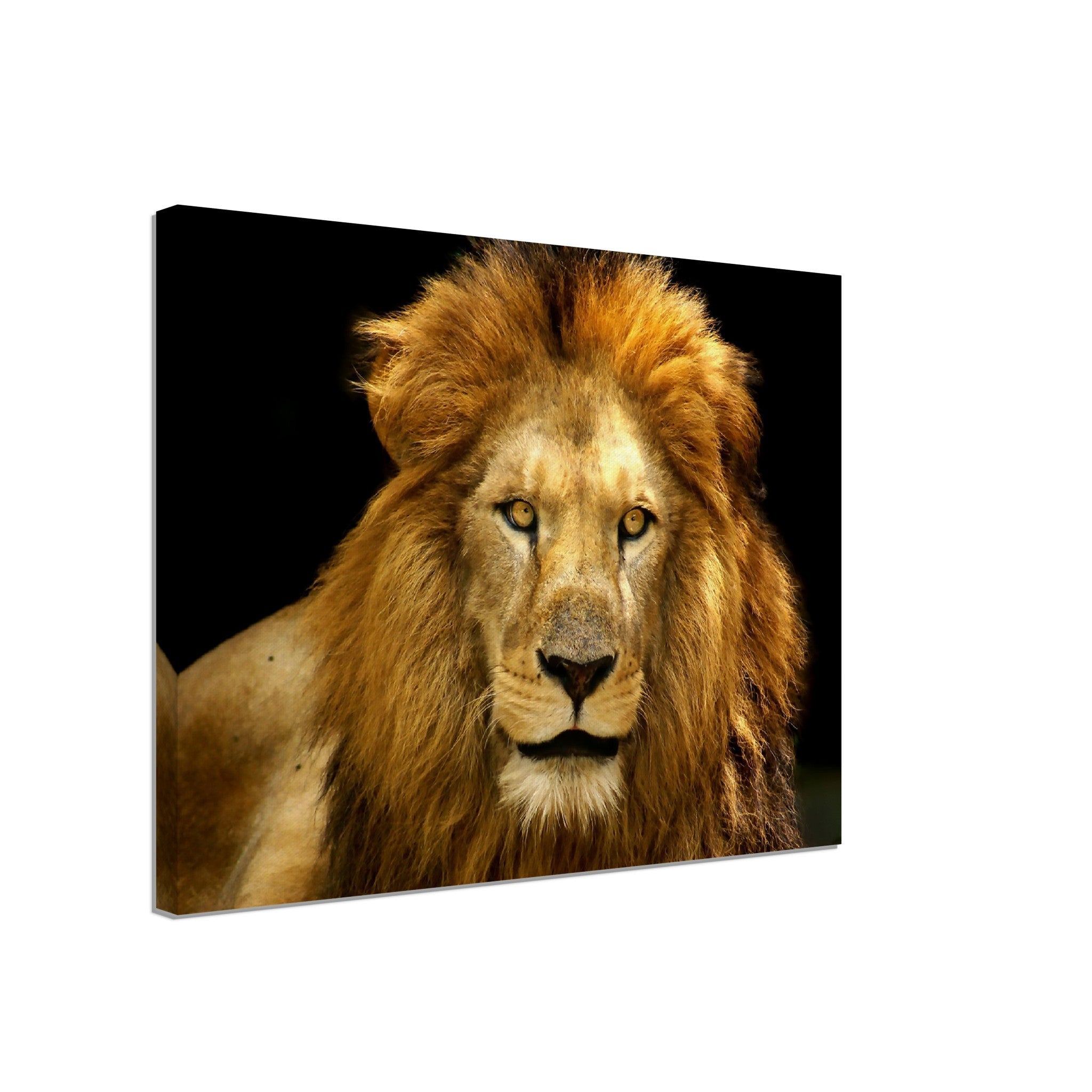 Lion Canvas, Epic Lion Wall Art, Giant Lion Canvas, Various Sizes, Big Lion Canvas Art - WallArtPrints4U