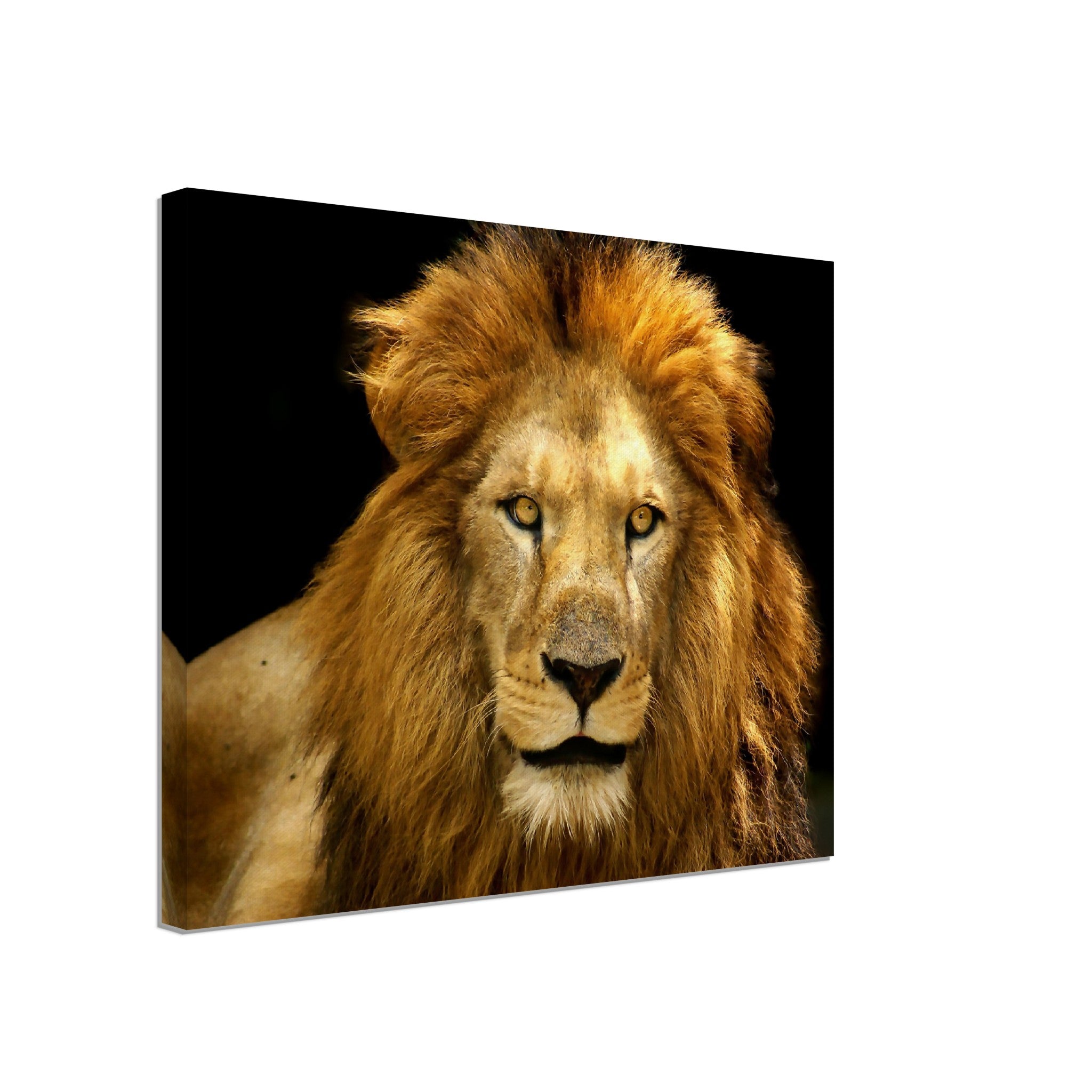 Lion Canvas, Epic Lion Wall Art, Giant Lion Canvas, Various Sizes, Big Lion Canvas Art - WallArtPrints4U