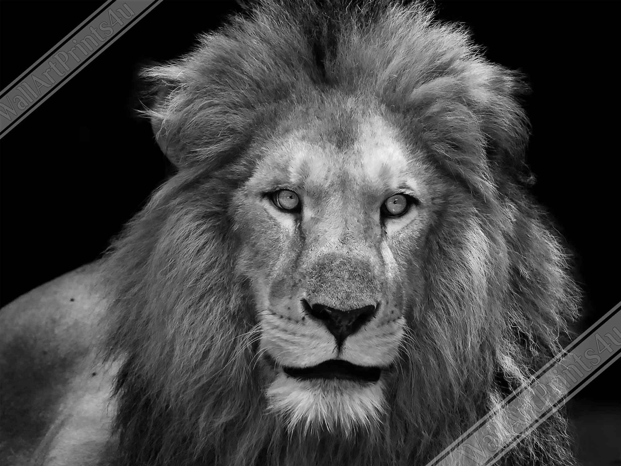Lion Framed Black And White Giant Lion Framed, Epic Lion Wall Art, Various Sizes, Lion Framed Art - WallArtPrints4U