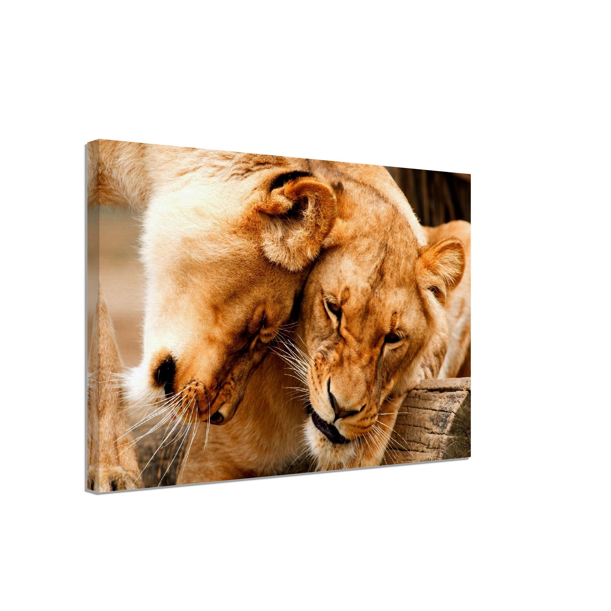 Lioness Canvas, Cuddling Lioness Canvas Print - Animal Lion Canvas Print - WallArtPrints4U