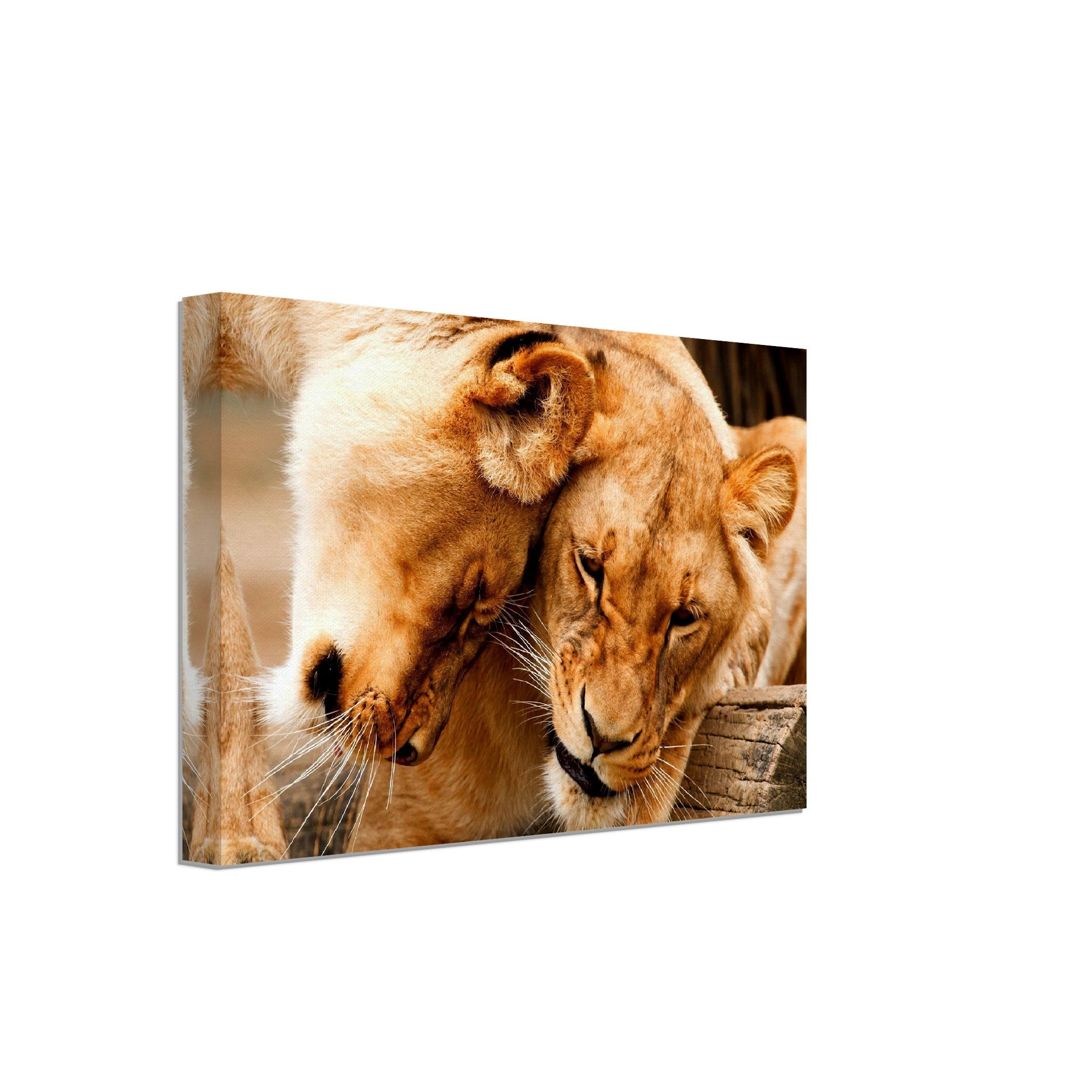 Lioness Canvas, Cuddling Lioness Canvas Print - Animal Lion Canvas Print - WallArtPrints4U