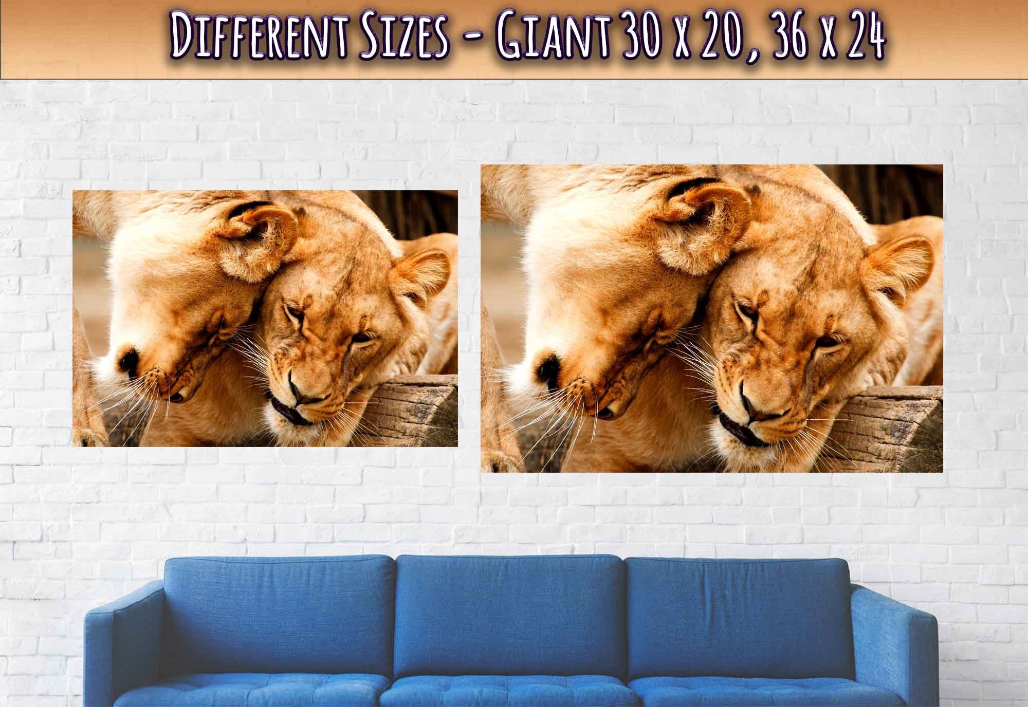 Lioness Poster, Cuddling Lioness Print - Animal Lion Print - WallArtPrints4U