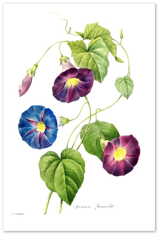 Morning Glory Poster Print - Vintage Flower Wall Art - Pierre Joseph Redoute Botanical Artist - WallArtPrints4U