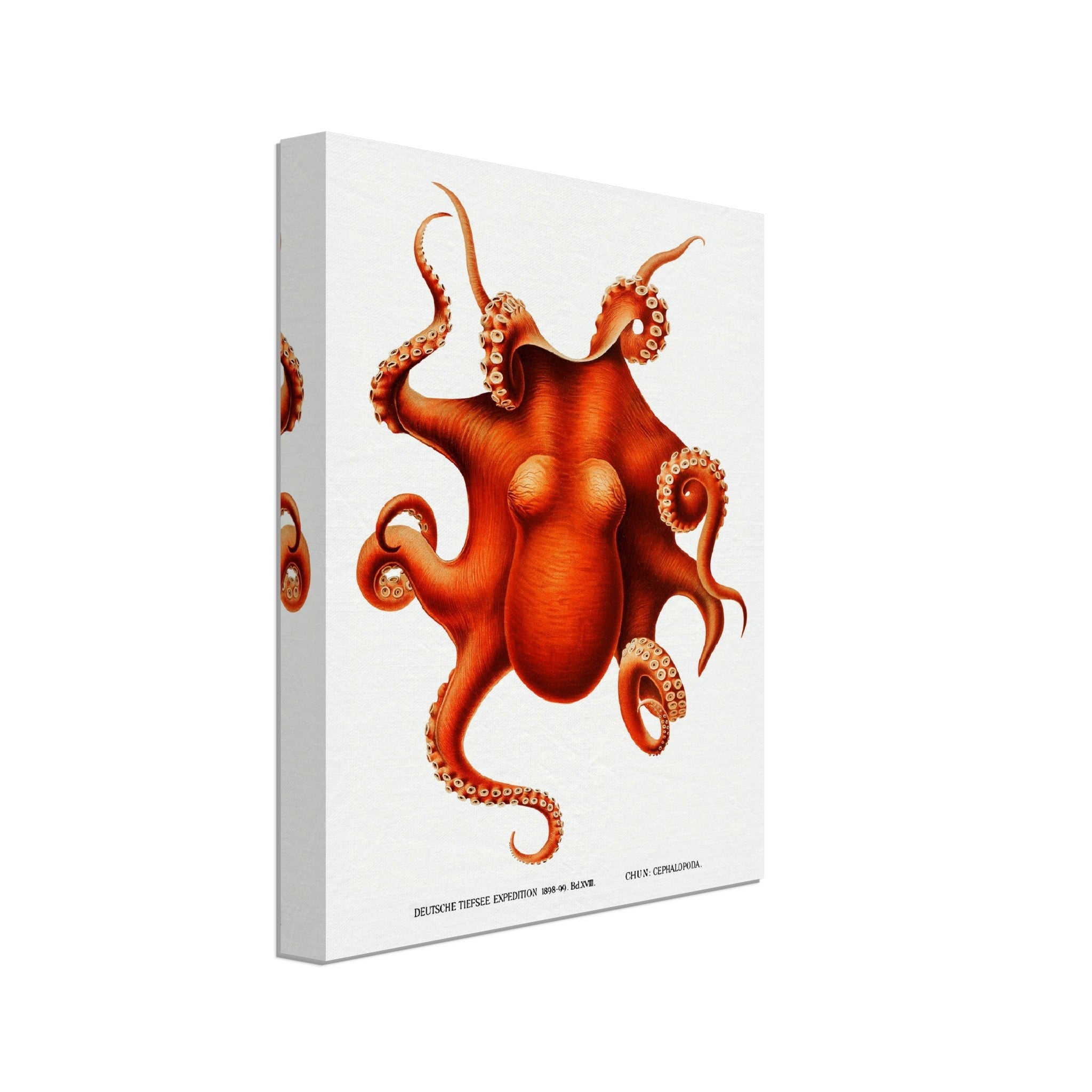 Octopus Canvas, Carl Chun, Vintage Octopus Art - Vintage Octopus Canvas Print - WallArtPrints4U