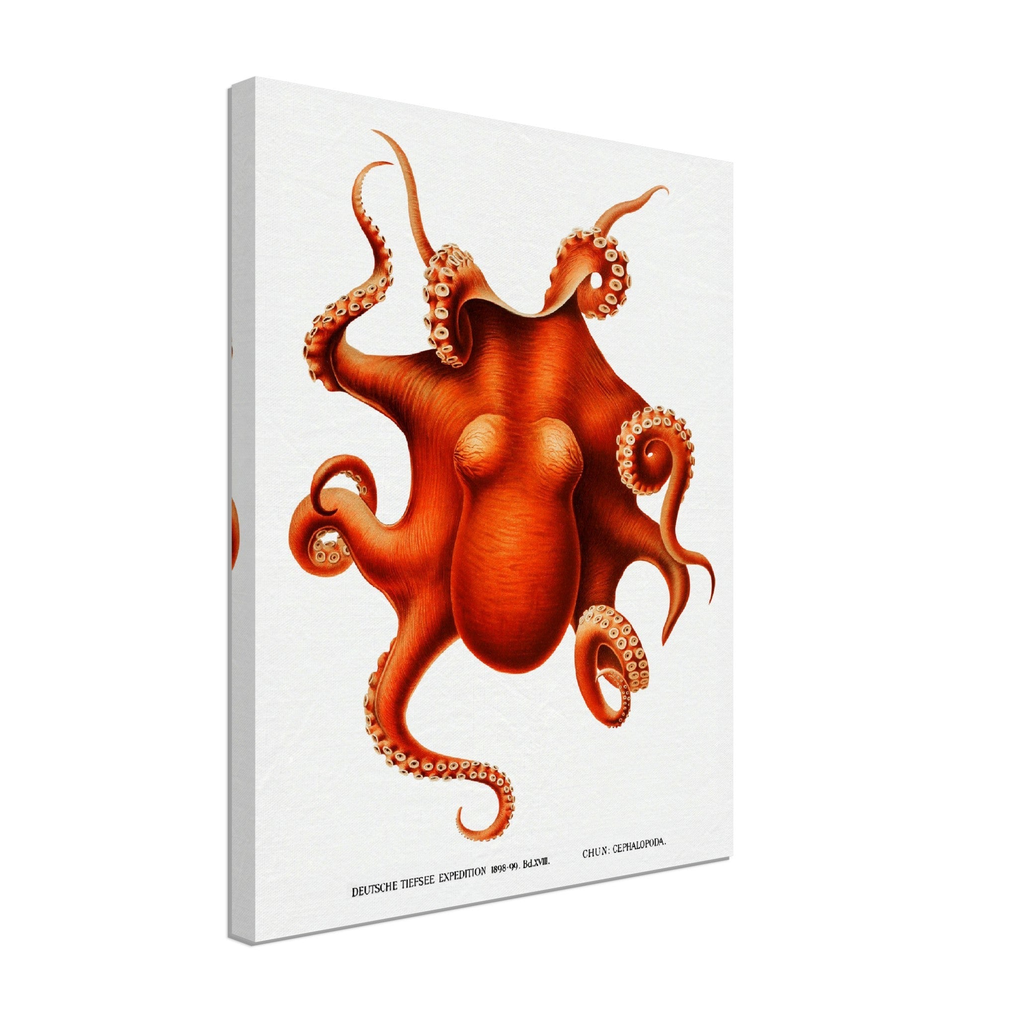 Octopus Canvas, Carl Chun, Vintage Octopus Art - Vintage Octopus Canvas Print - WallArtPrints4U