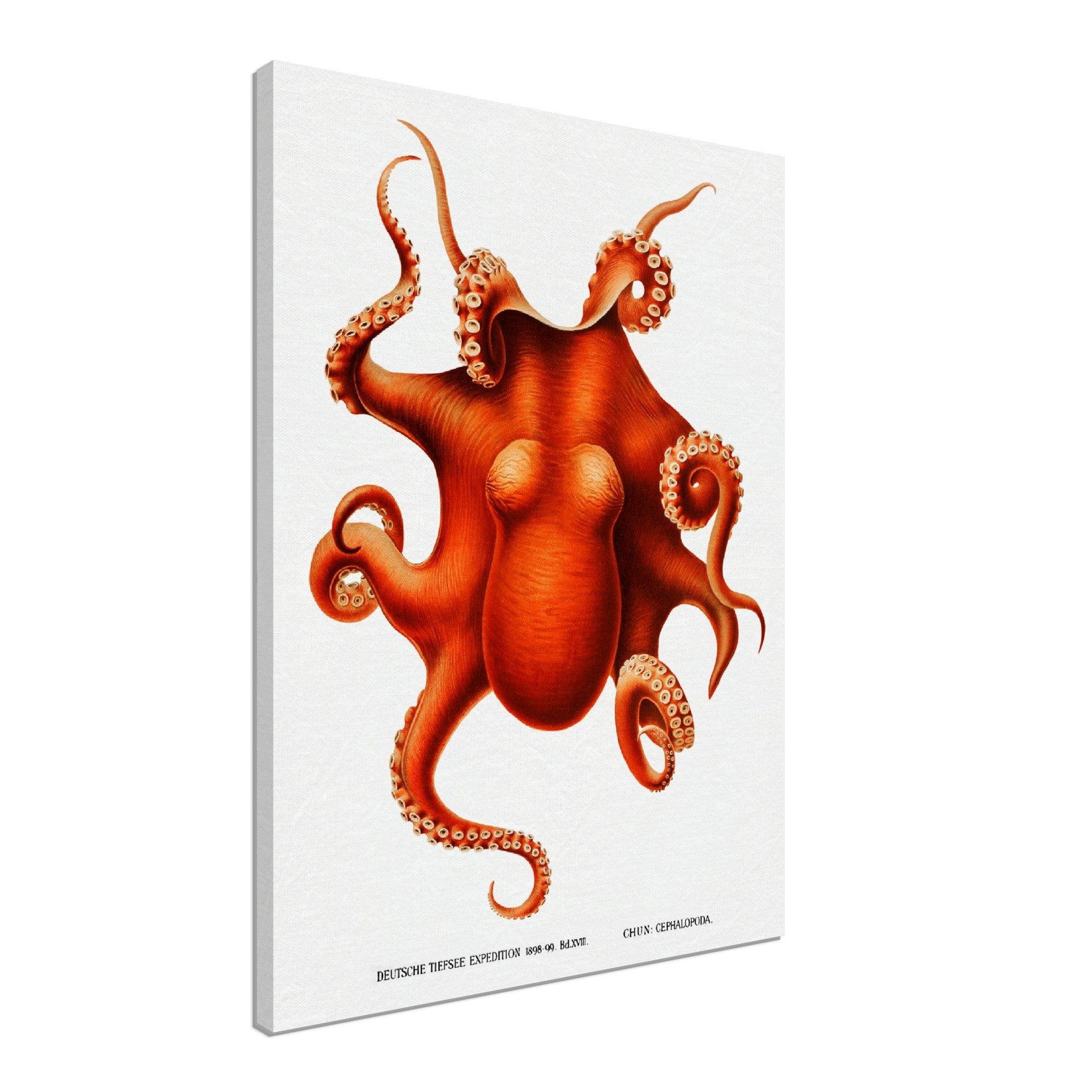 Octopus Canvas, Carl Chun, Vintage Octopus Art - Vintage Octopus Canvas Print - WallArtPrints4U