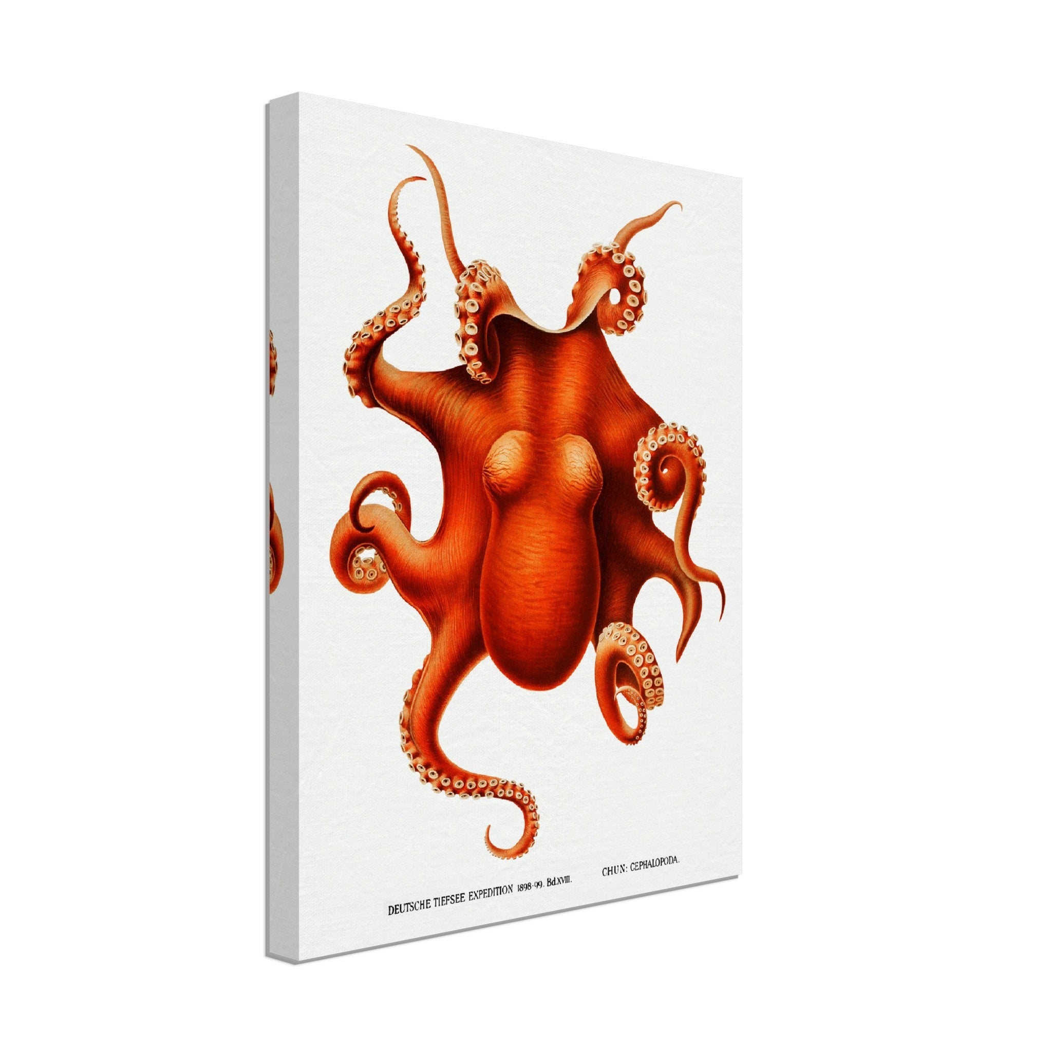 Octopus Canvas, Carl Chun, Vintage Octopus Art - Vintage Octopus Canvas Print - WallArtPrints4U