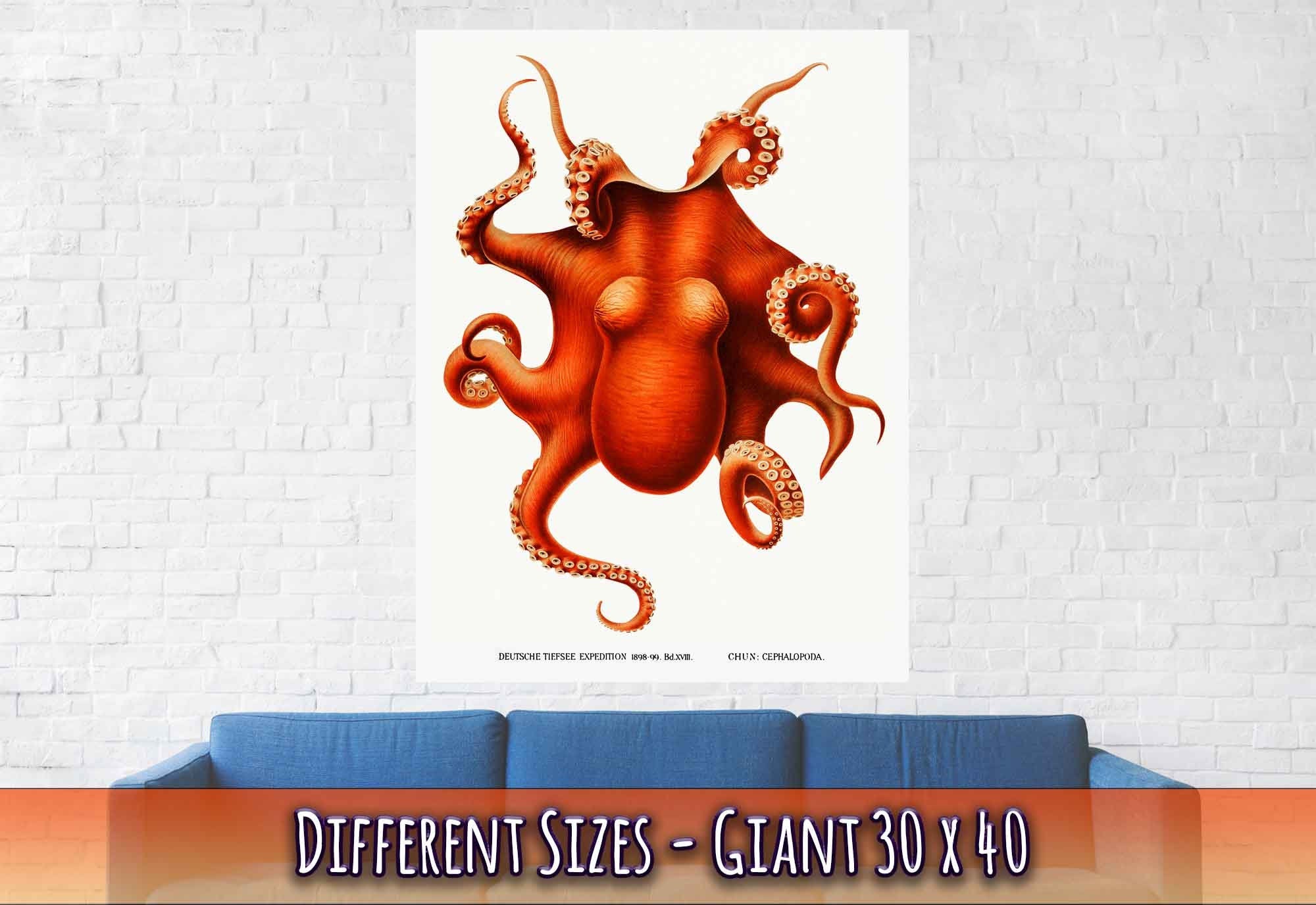 Octopus Poster, Carl Chun, Vintage Octopus Art - Vintage Octopus Print - WallArtPrints4U