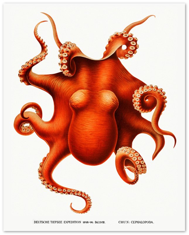 Octopus Poster, Carl Chun, Vintage Octopus Art - Vintage Octopus Print - WallArtPrints4U