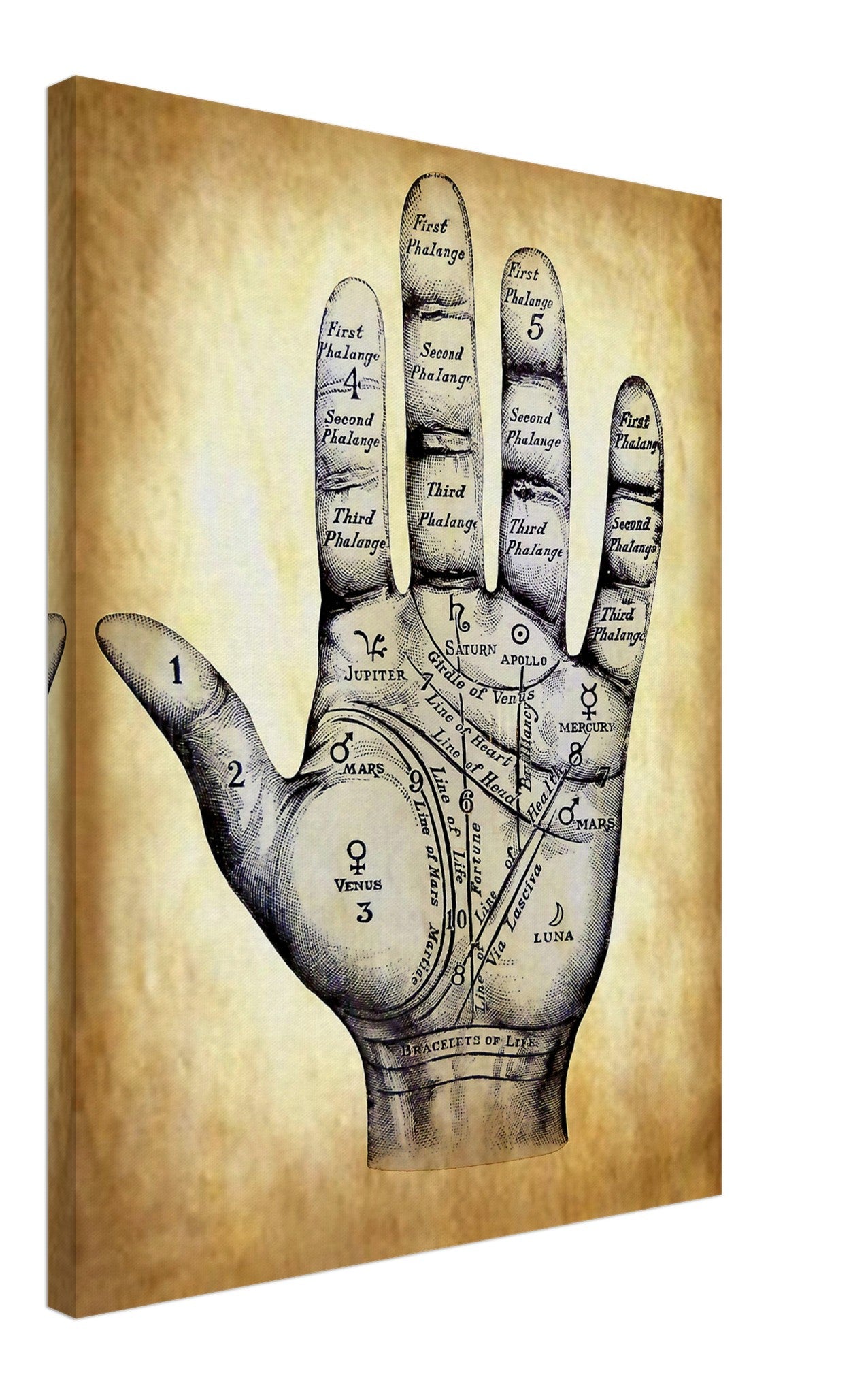 Palmistry Canvas Print, Palmistry Hand Print Parchment Aged Paper Life Line, Fate Line, Marriage Line - WallArtPrints4U