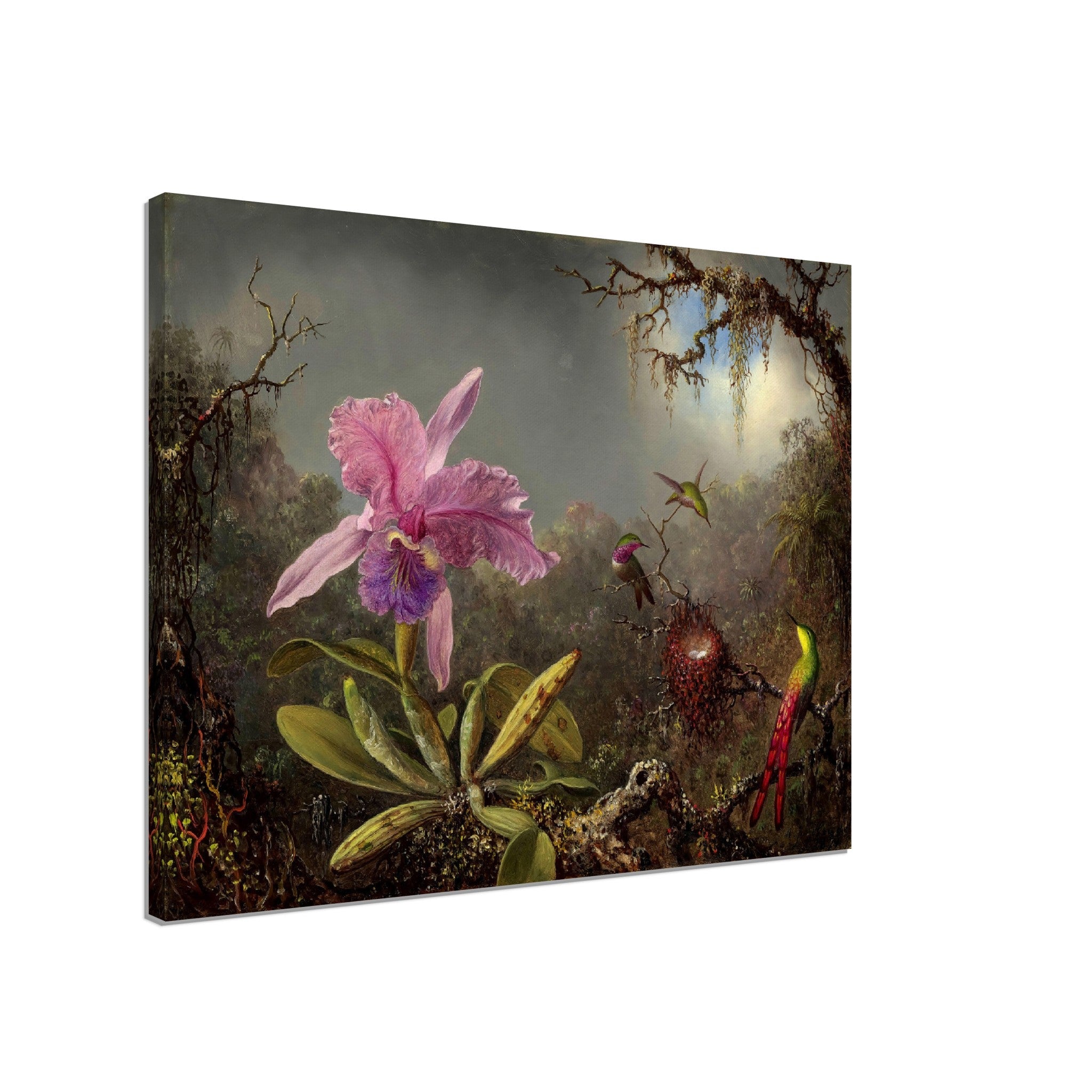Pink Orchid Canvas - Cattleya Orchid With Three Hummimgbirds - Vintage Orchid Art Canvas Print - WallArtPrints4U