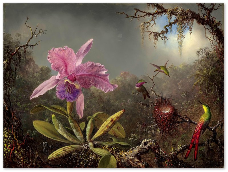 Pink Orchid Poster - Cattleya Orchid With Three Hummimgbirds - Vintage Orchid Art Print - WallArtPrints4U