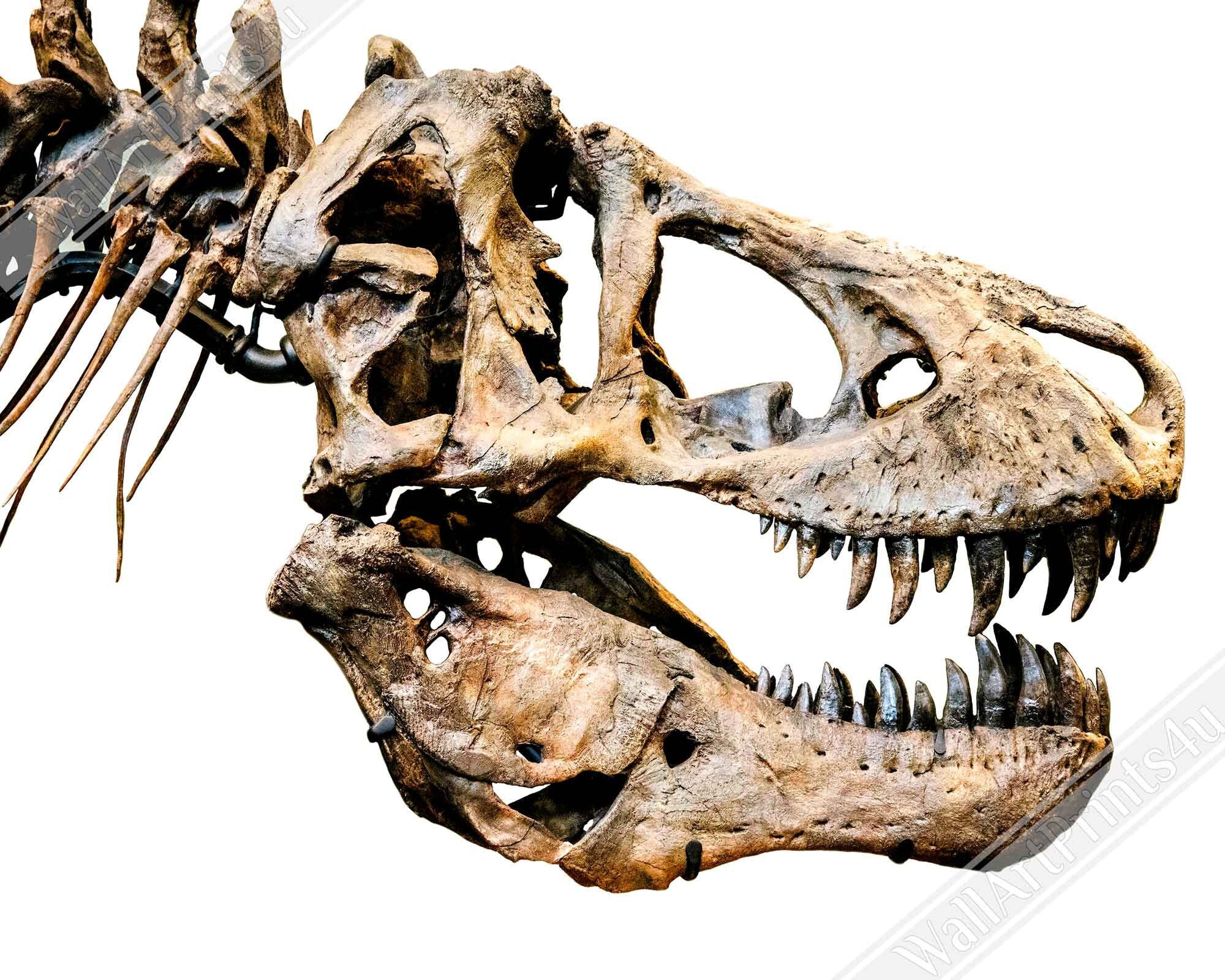 T Rex Skull Canvas, Vintage Tyrannosaurus Skull Art - T Rex Skeleton Skull Canvas Print Rexy - WallArtPrints4U