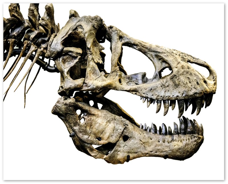 T Rex Skull Poster, Vintage Tyrannosaurus Skull Art - T Rex Skeleton Skull Print Rexy - WallArtPrints4U