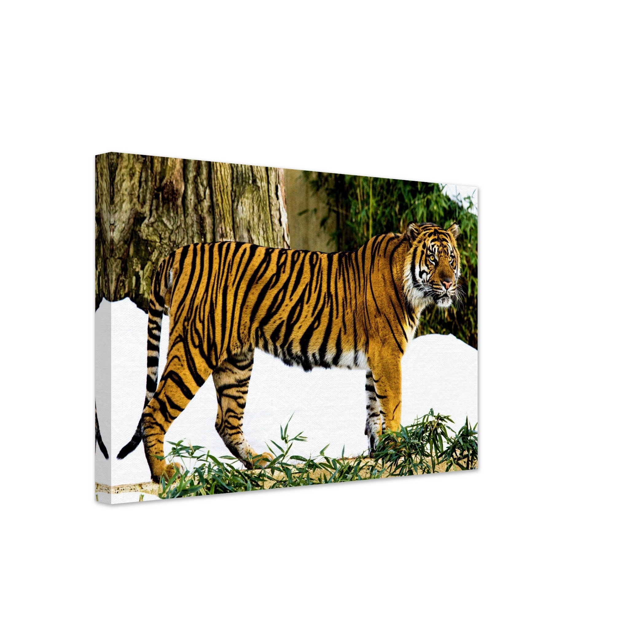 Tiger Canvas, Sumatran Tiger Smithsonian National Zoo 2009 - WallArtPrints4U