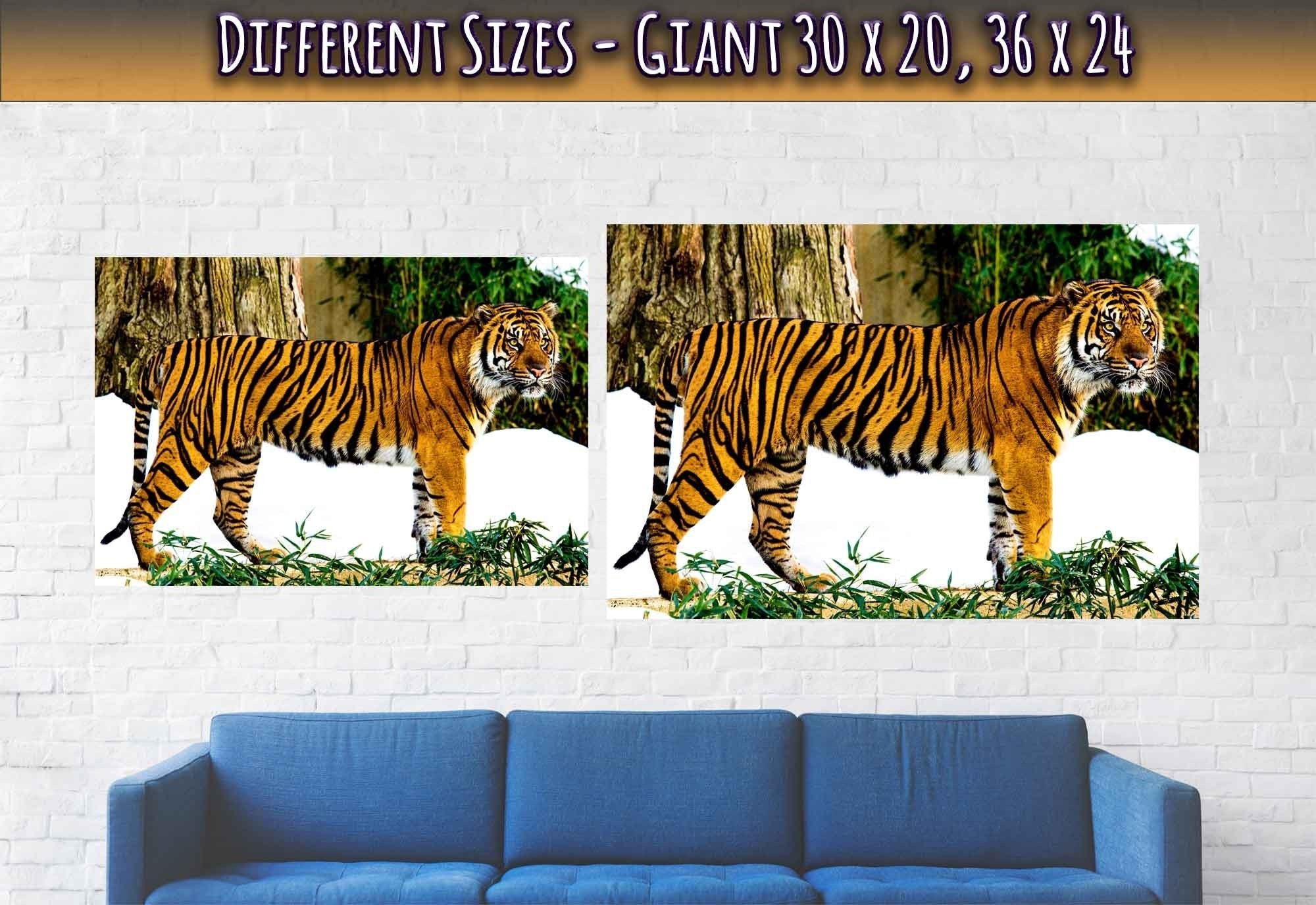 Tiger Poster, Sumatran Tiger Smithsonian National Zoo 2009 - WallArtPrints4U