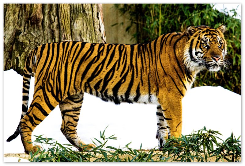 Tiger Poster, Sumatran Tiger Smithsonian National Zoo 2009 - WallArtPrints4U