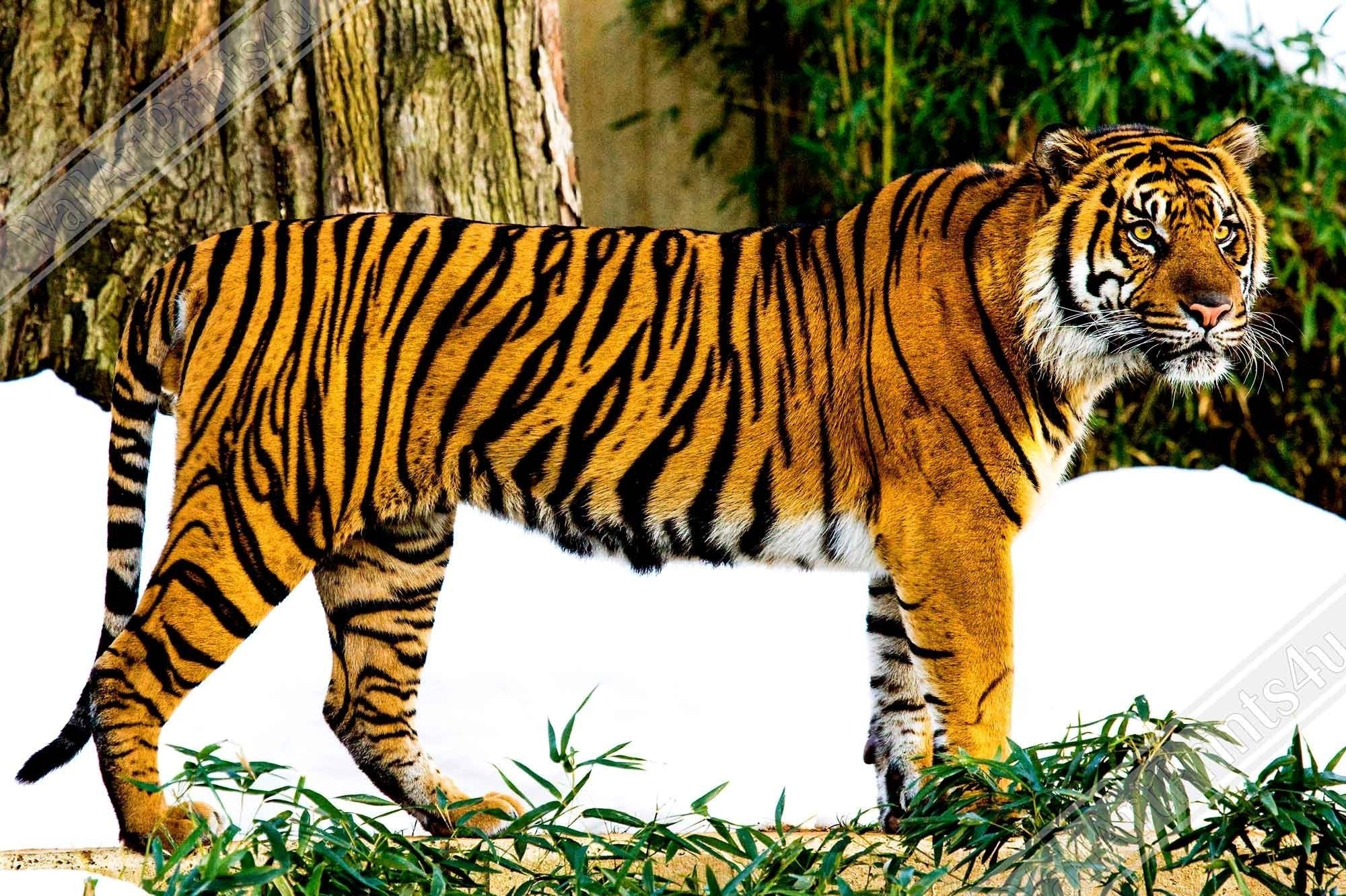 Tiger Poster, Sumatran Tiger Smithsonian National Zoo 2009 - WallArtPrints4U