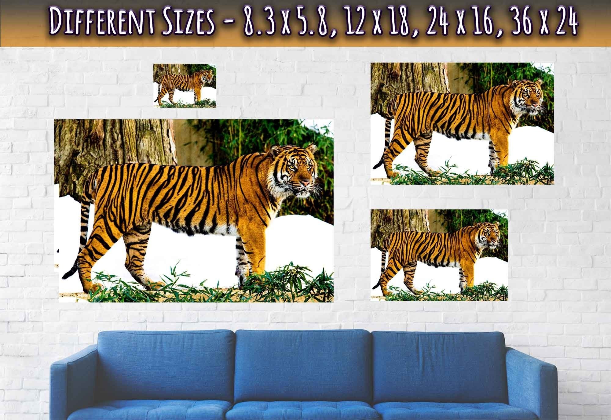 Tiger Poster, Sumatran Tiger Smithsonian National Zoo 2009 - WallArtPrints4U