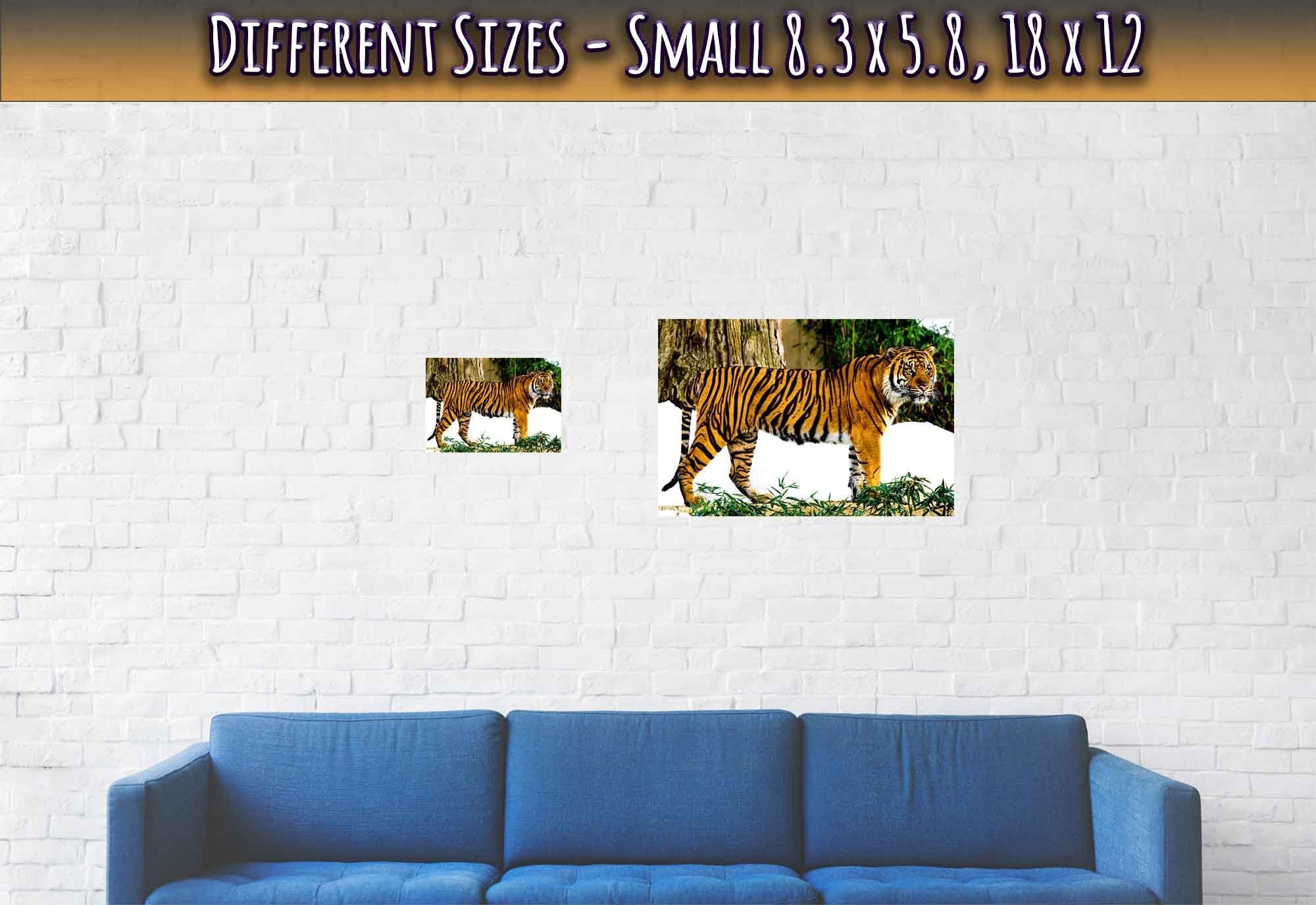 Tiger Poster, Sumatran Tiger Smithsonian National Zoo 2009 - WallArtPrints4U