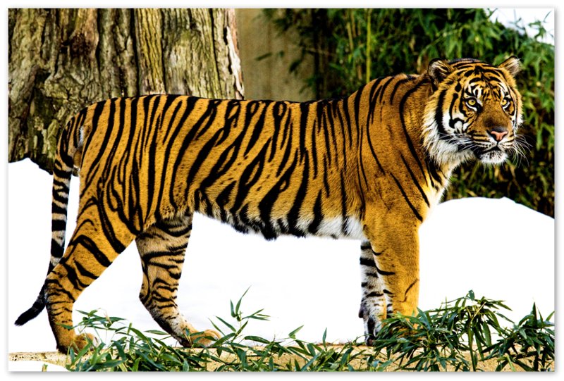 Tiger Poster, Sumatran Tiger Smithsonian National Zoo 2009 - WallArtPrints4U