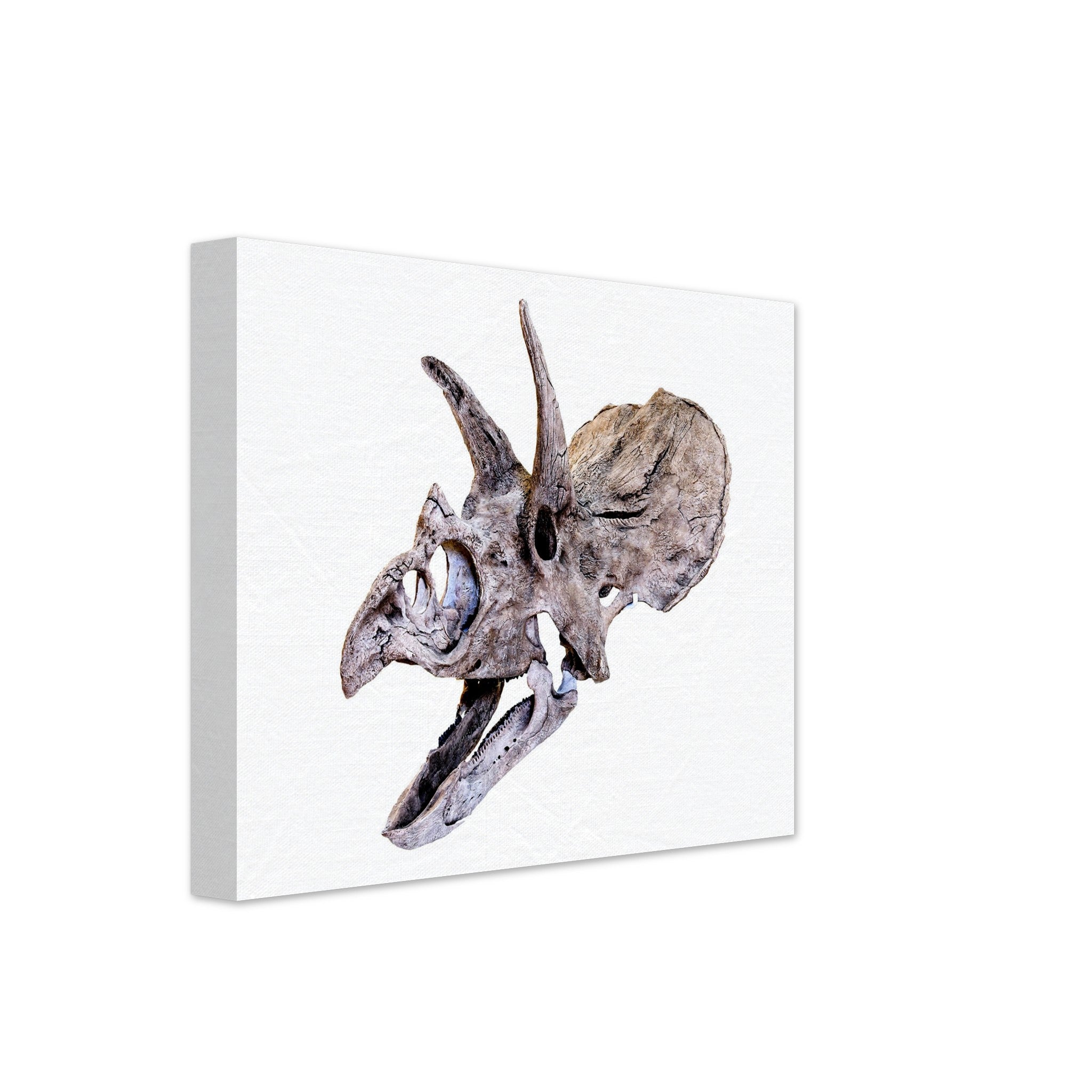 Triceratops Skull Canvas, Vintage Triceratops Horridus Skull Art - Triceratops Skeleton Skull Canvas Print - WallArtPrints4U