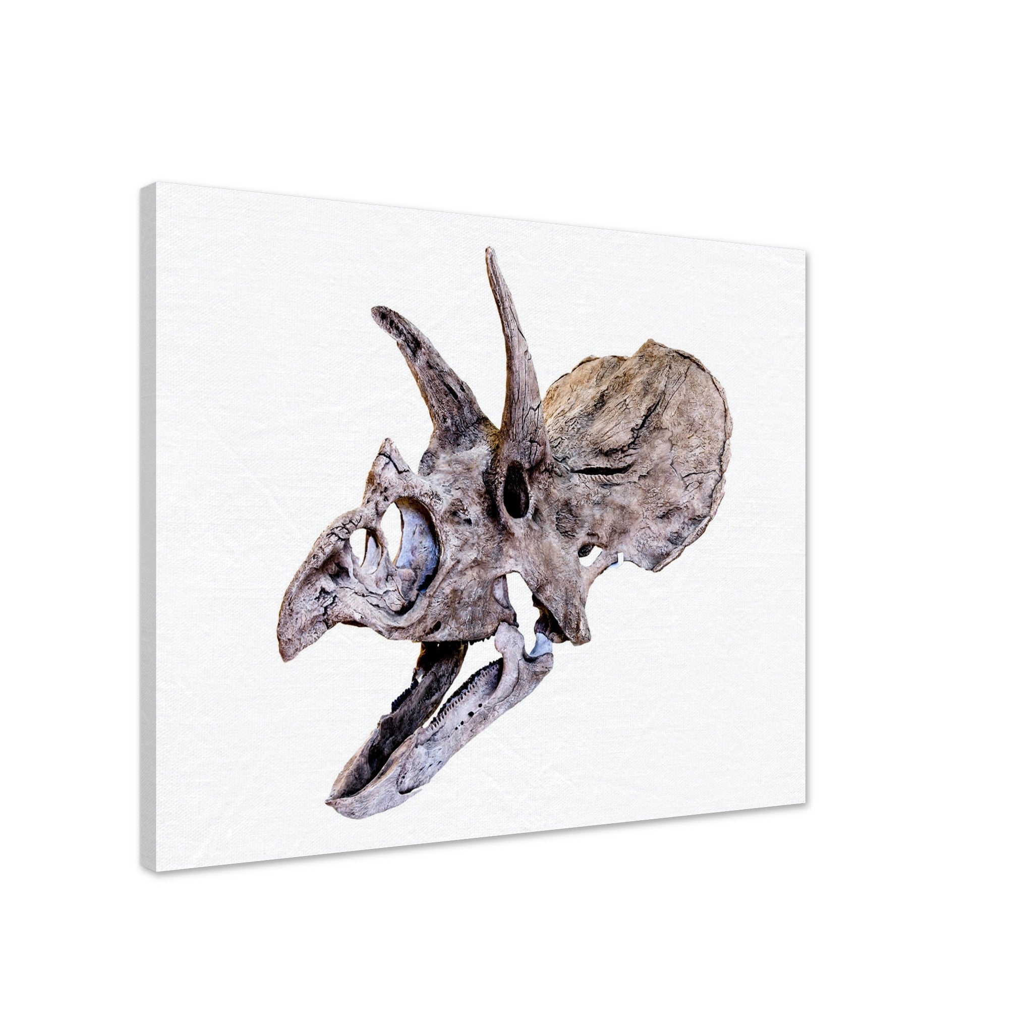 Triceratops Skull Canvas, Vintage Triceratops Horridus Skull Art - Triceratops Skeleton Skull Canvas Print - WallArtPrints4U