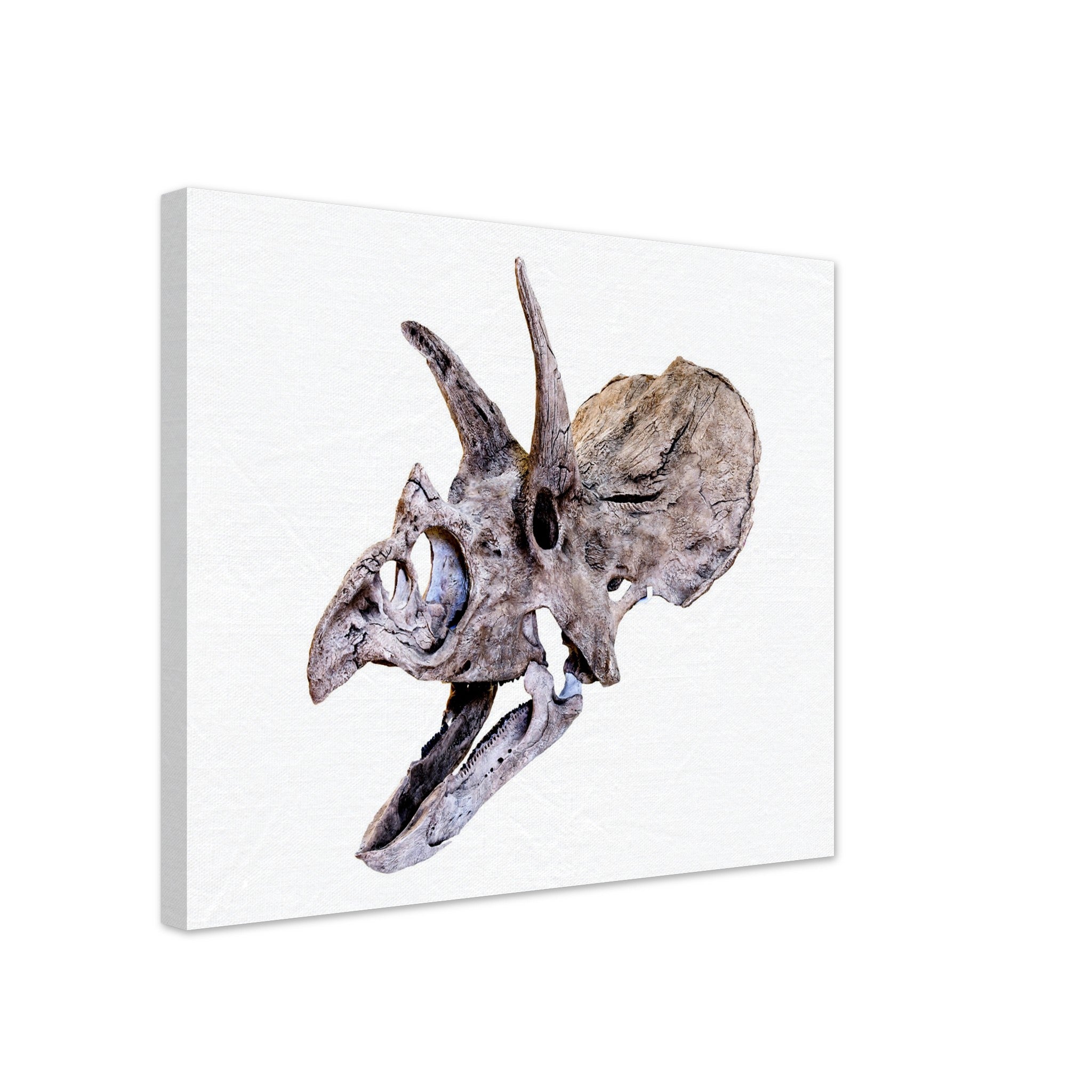 Triceratops Skull Canvas, Vintage Triceratops Horridus Skull Art - Triceratops Skeleton Skull Canvas Print - WallArtPrints4U