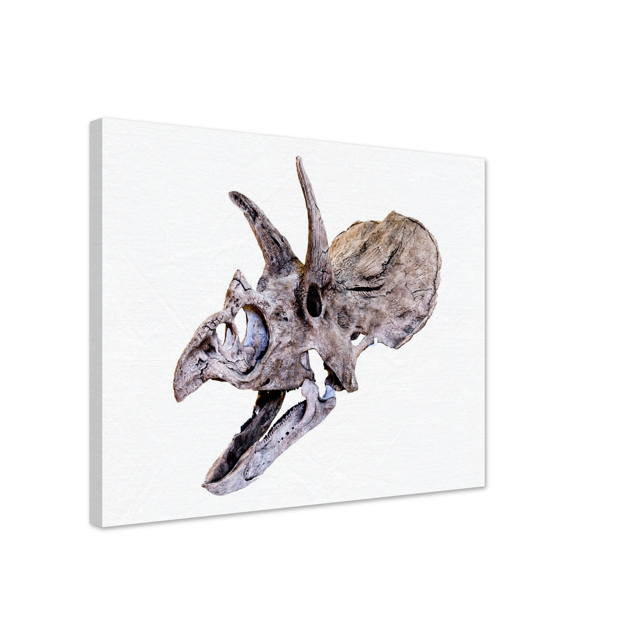 Triceratops Skull Canvas, Vintage Triceratops Horridus Skull Art - Triceratops Skeleton Skull Canvas Print - WallArtPrints4U