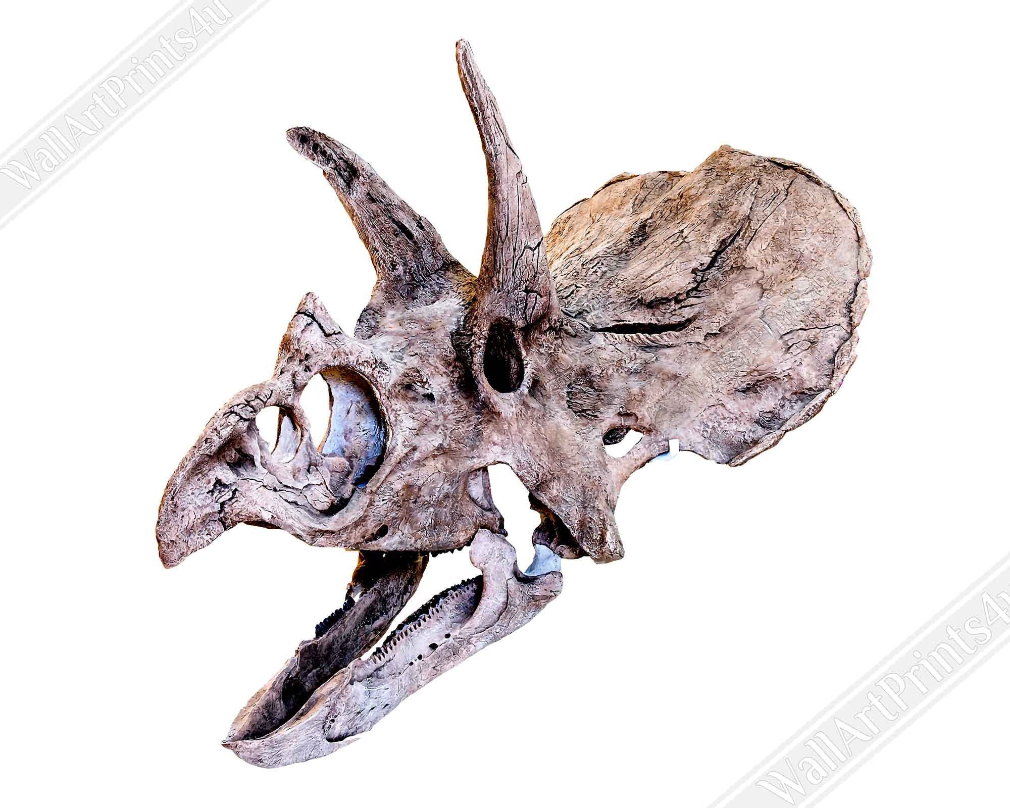 Triceratops Skull Framed, Vintage Triceratops Horridus Skull Art - Triceratops Skeleton Skull Framed Print - WallArtPrints4U