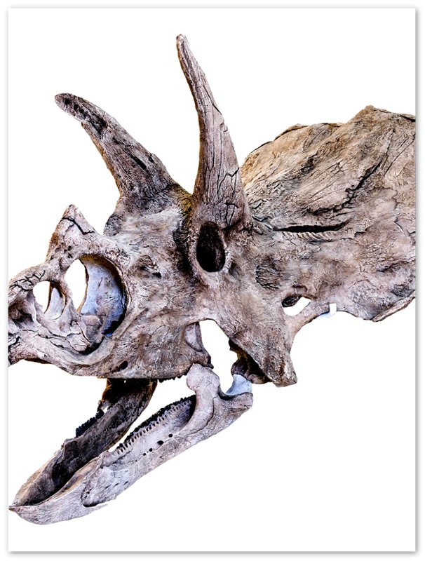 Triceratops Skull Poster, Vintage Triceratops Horridus Skull Art - Triceratops Skeleton Skull Print - WallArtPrints4U