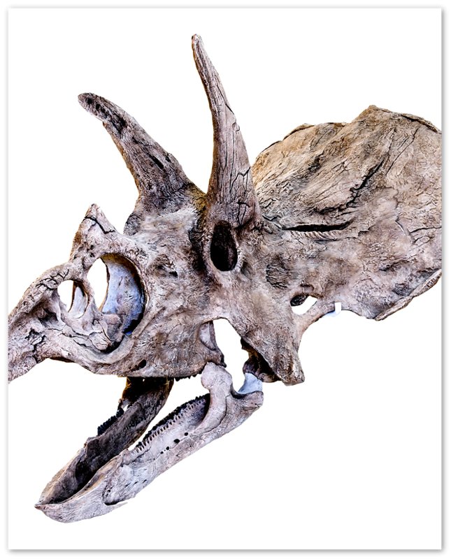 Triceratops Skull Poster, Vintage Triceratops Horridus Skull Art - Triceratops Skeleton Skull Print - WallArtPrints4U